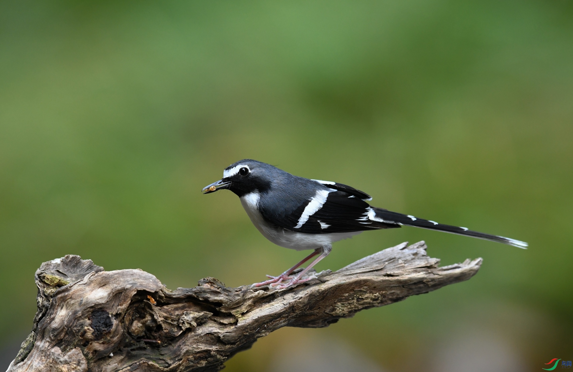 DSC_0039.jpg