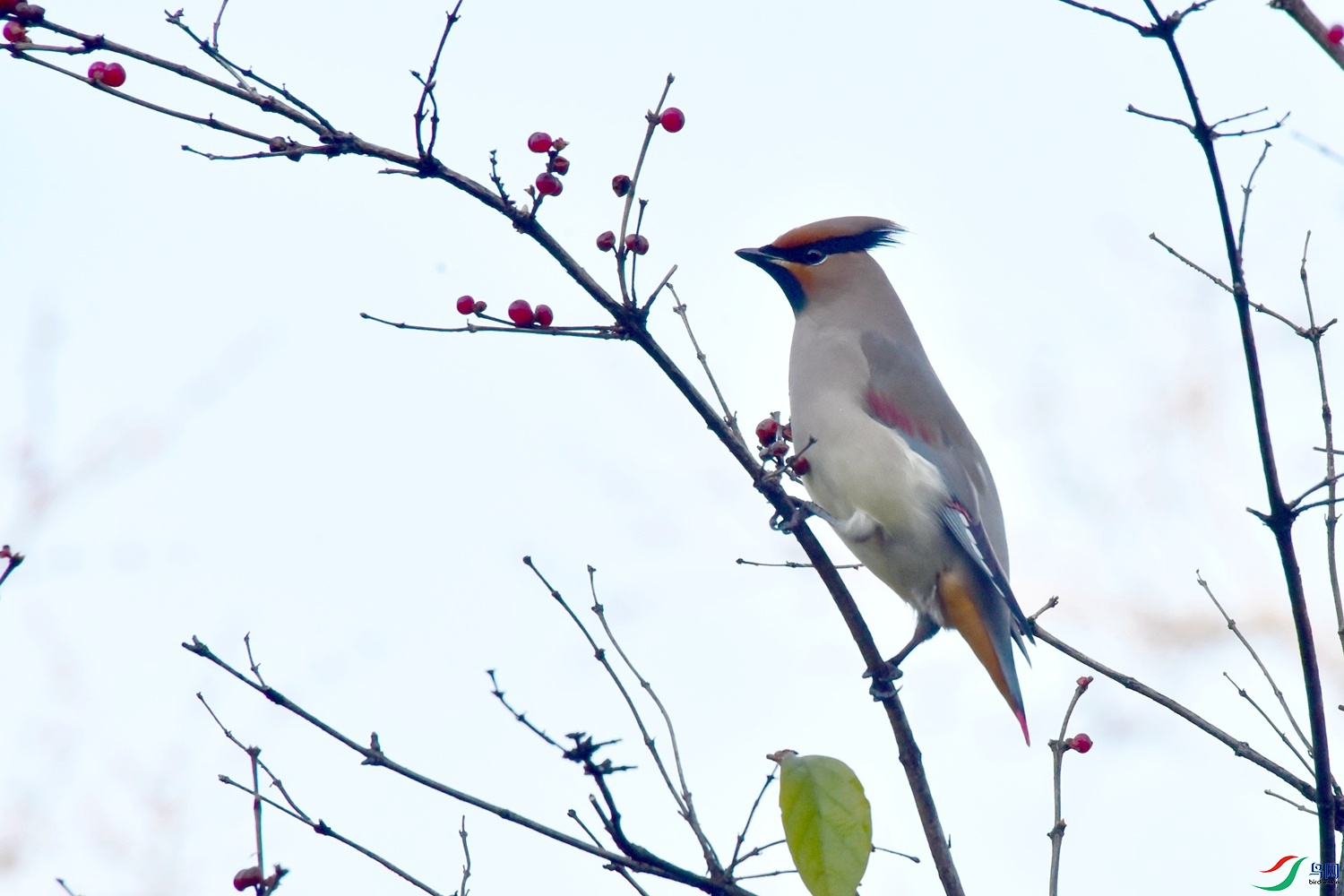 DSC_5831.JPG