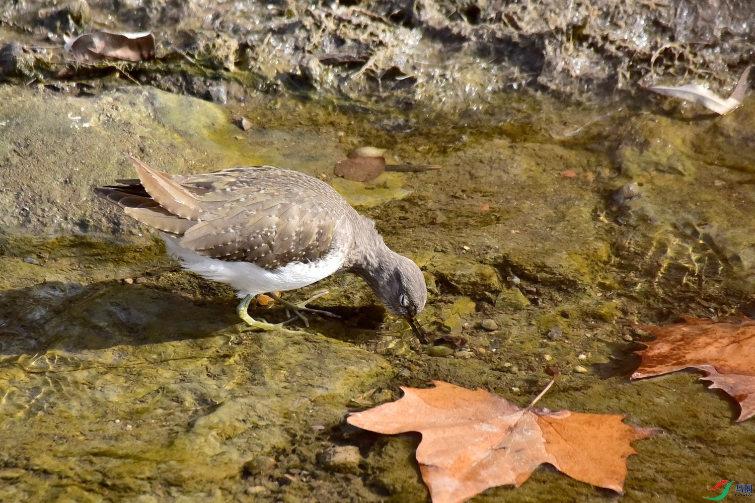 DSC_4050.JPG