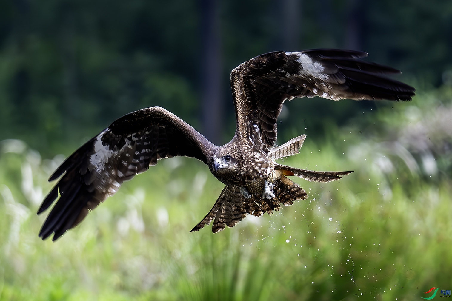 DSC_3160-����ǿ-NR.jpg