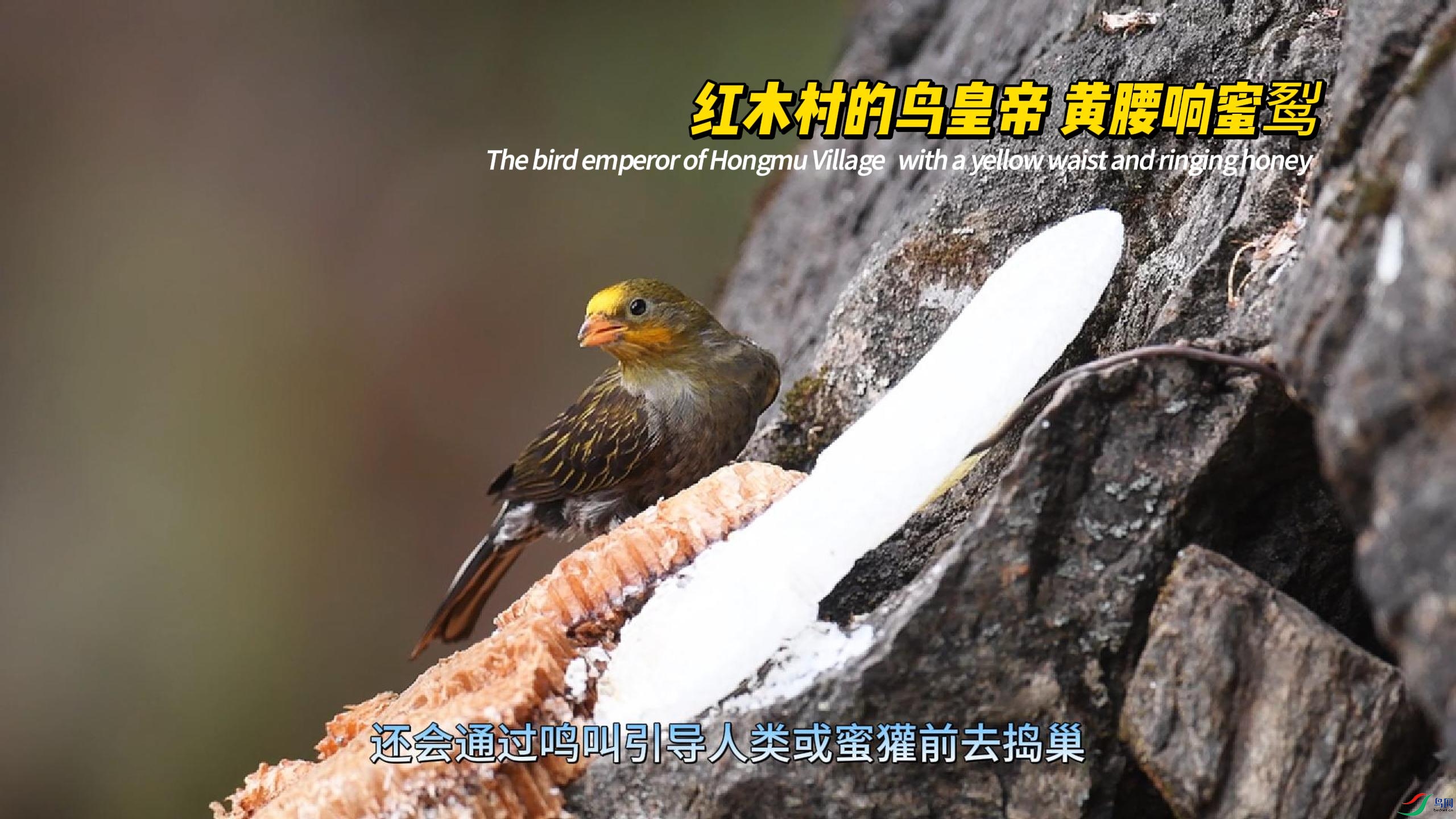 �ڳ� ��ľ�����ʵ� ��������-����.jpg