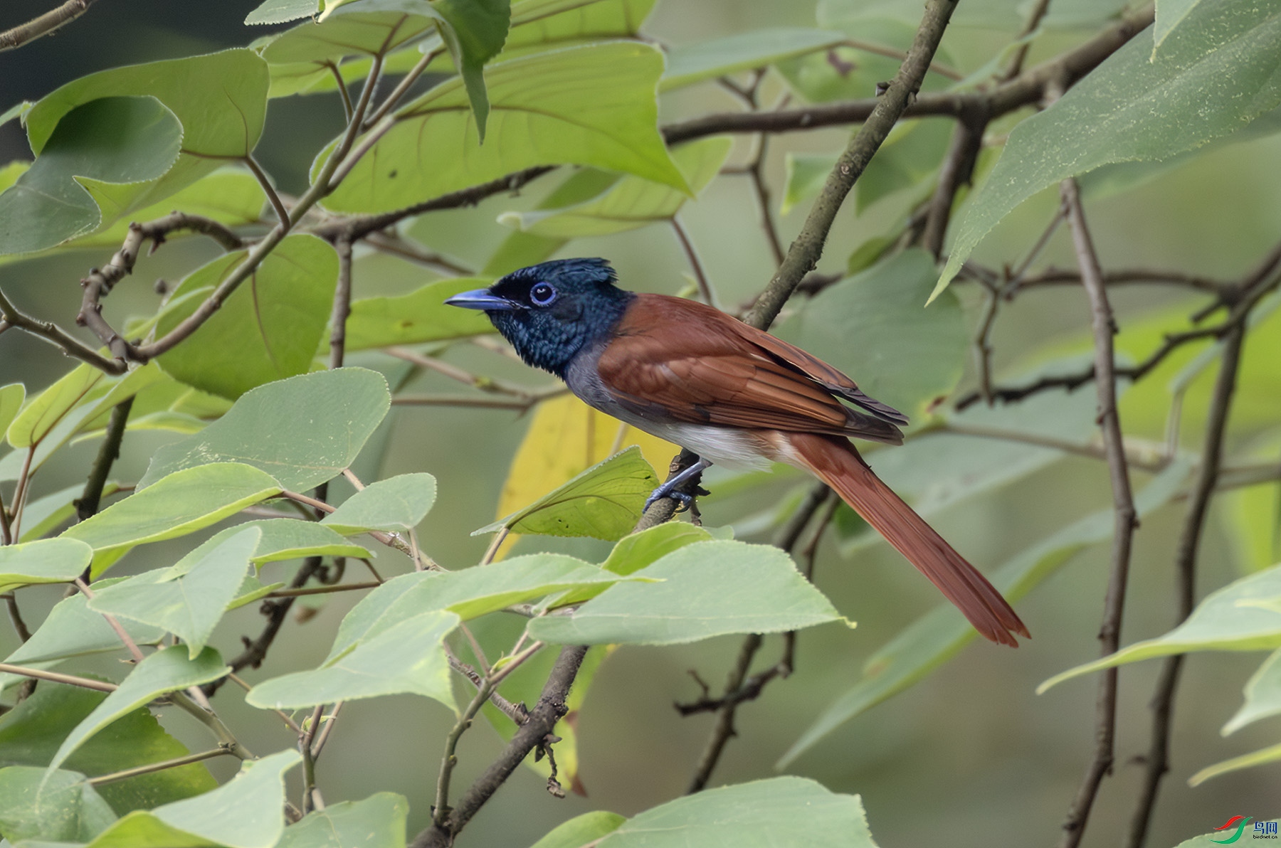 2I1A0476-����ǿ-NR ����.jpg