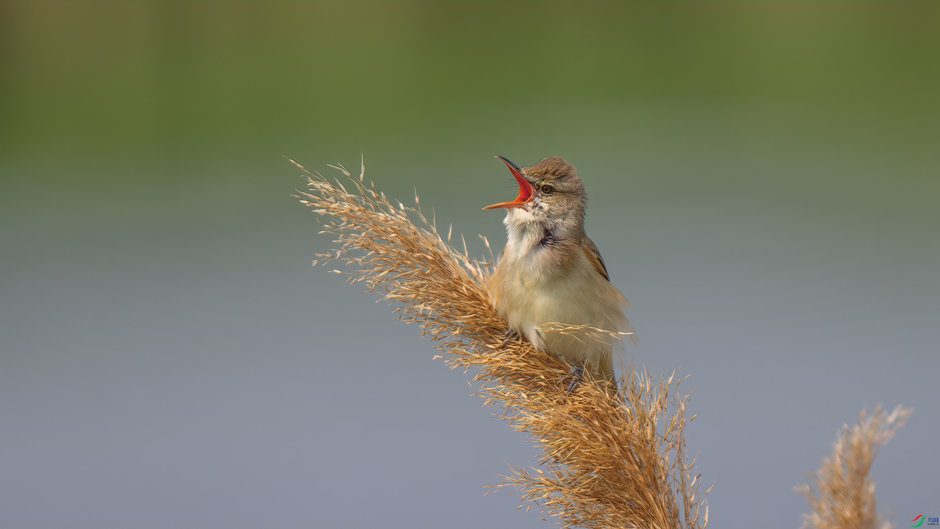 DSC_5890-����ǿ-NR.jpg