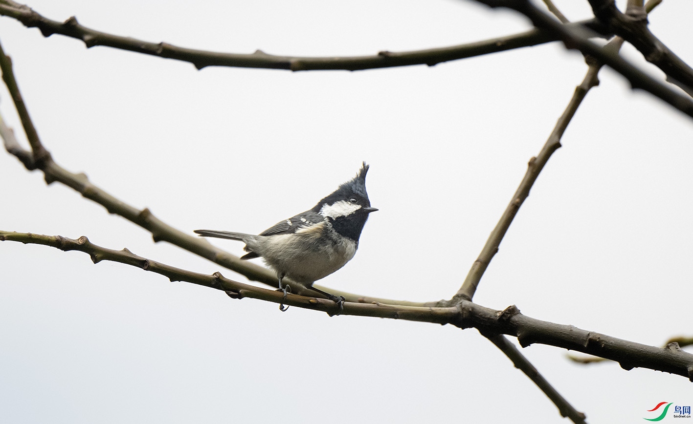 DSC_0336 ����.jpg