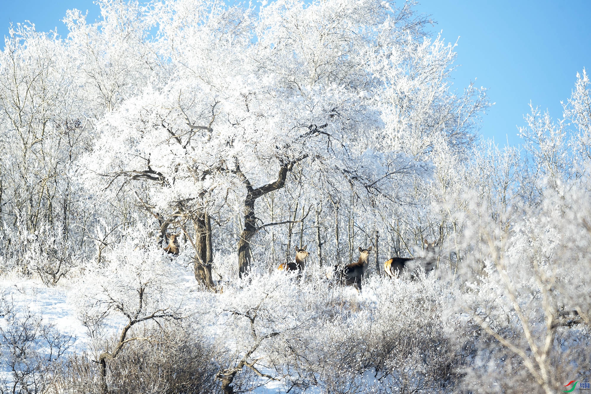 _DSC9115.jpg