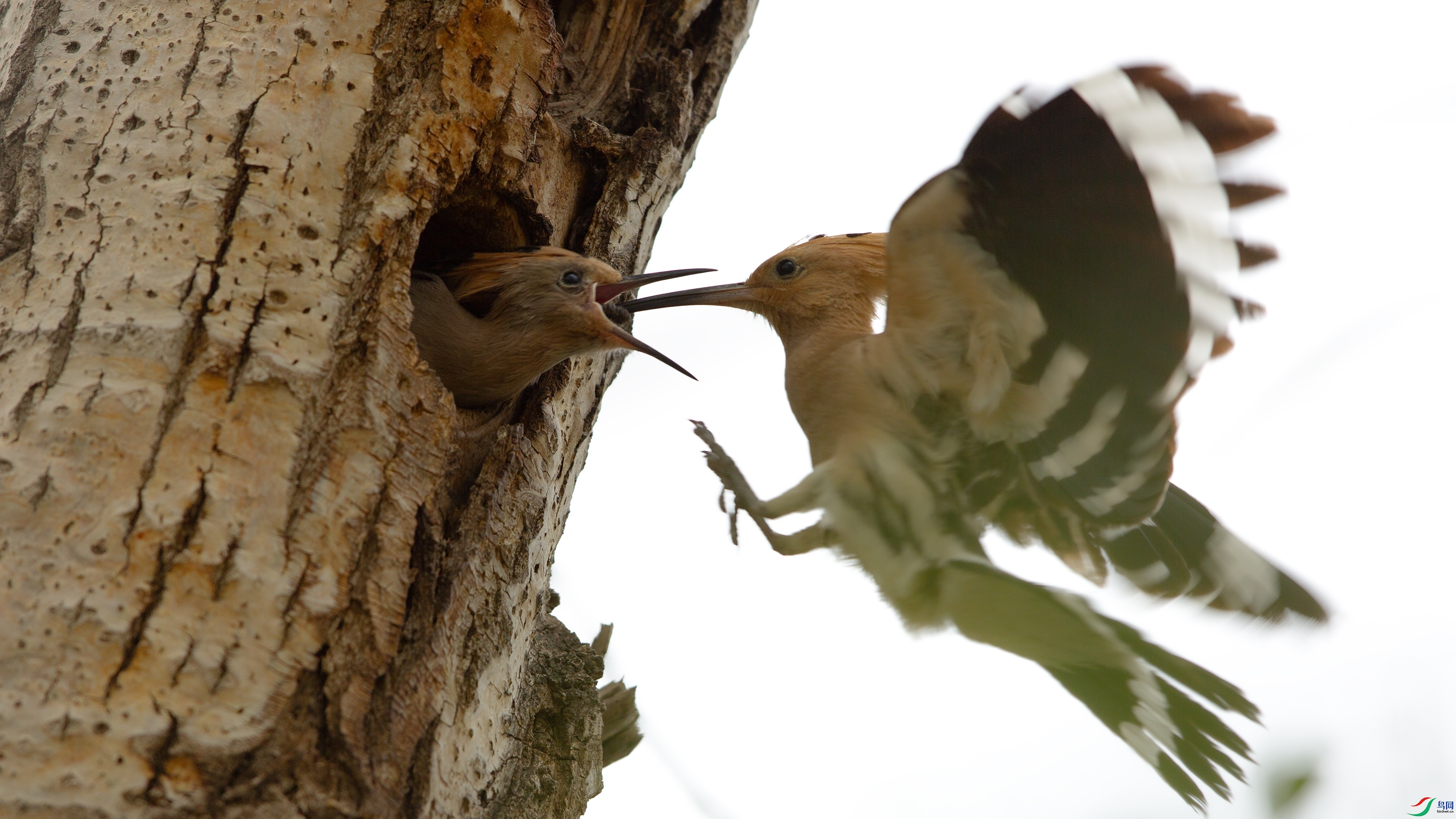 _MG_0524 ��4444.jpg