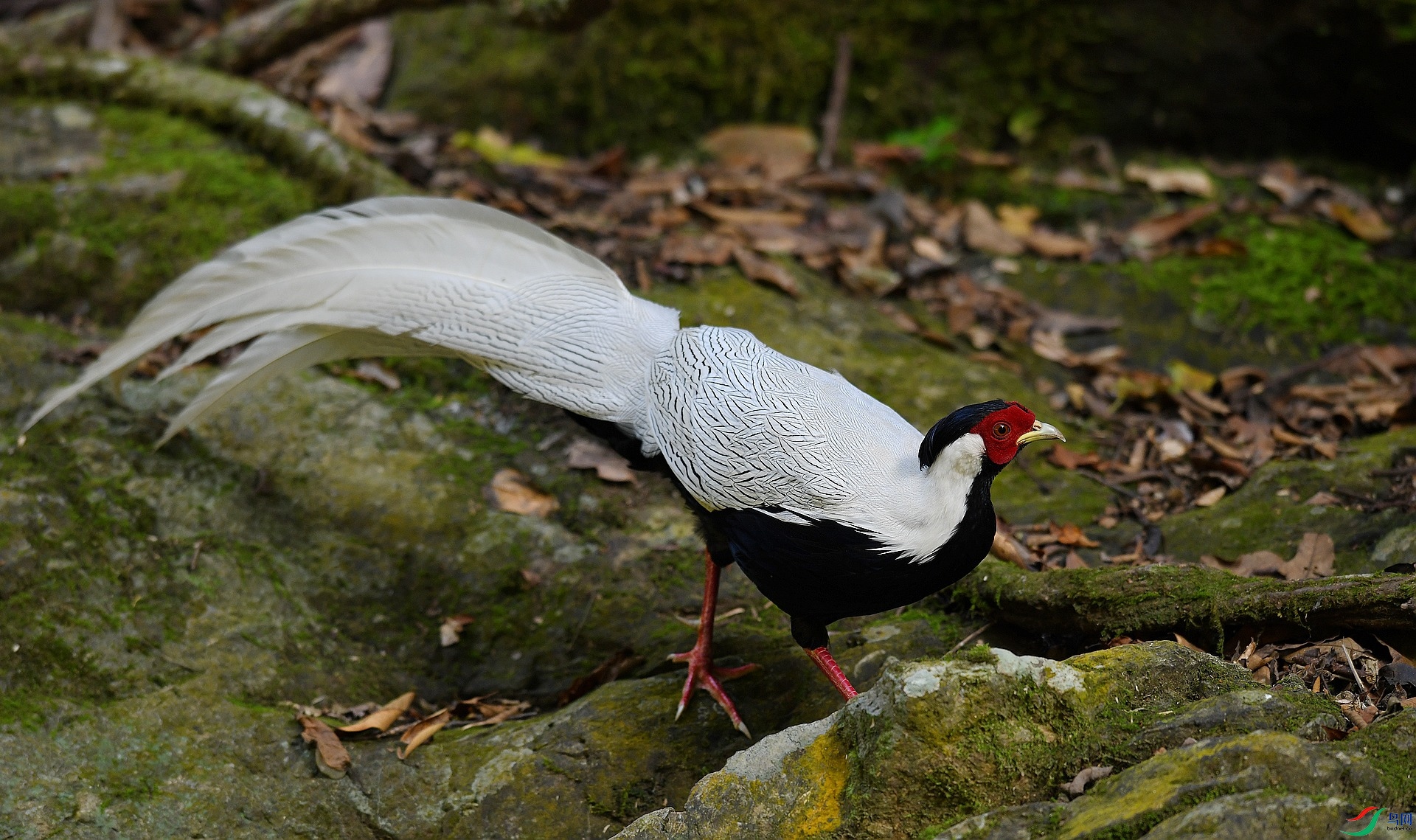 DSC_9539.jpg