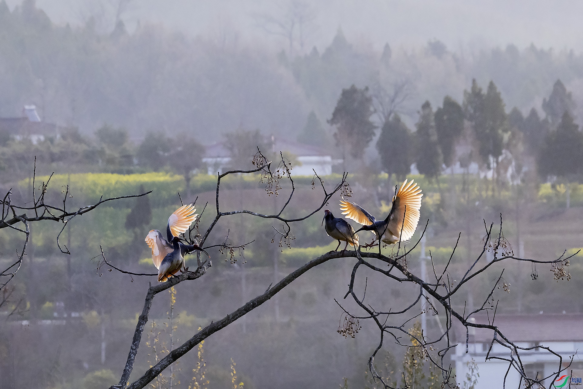 ���q���糿