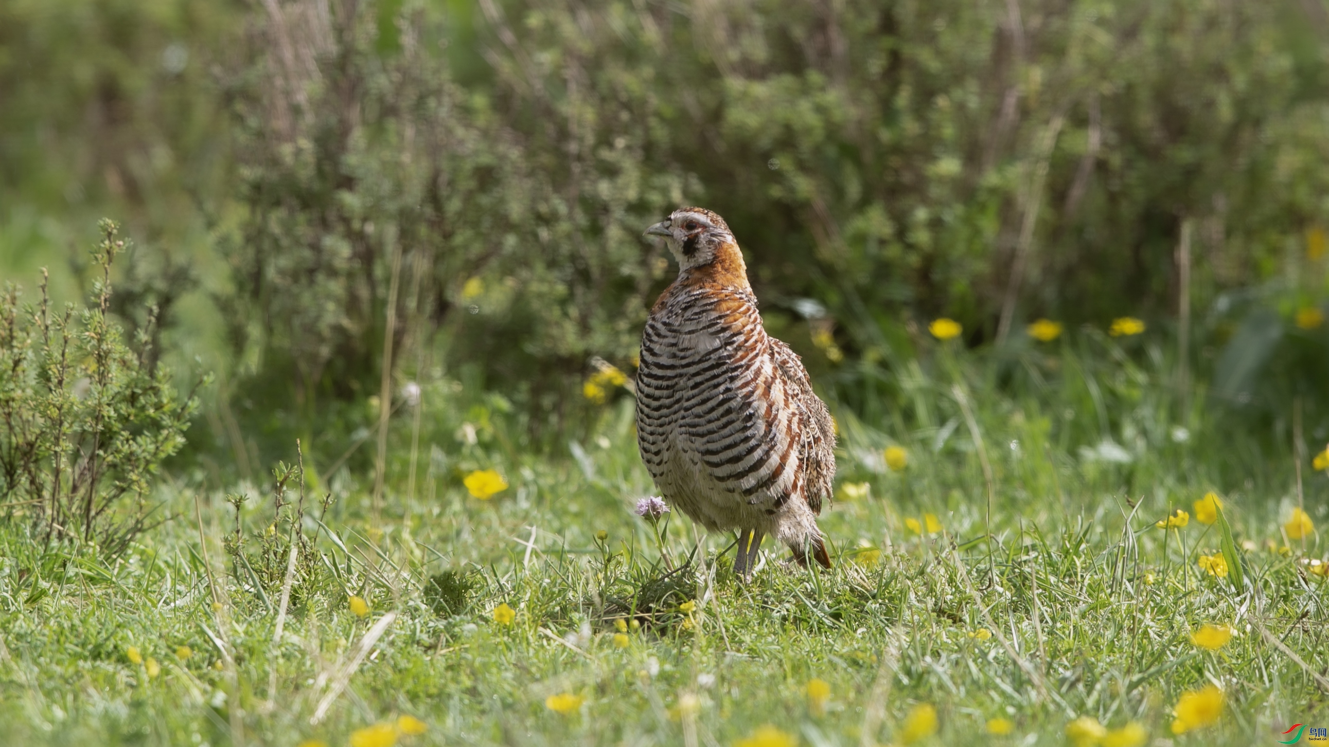 X39A1584 ����.jpg