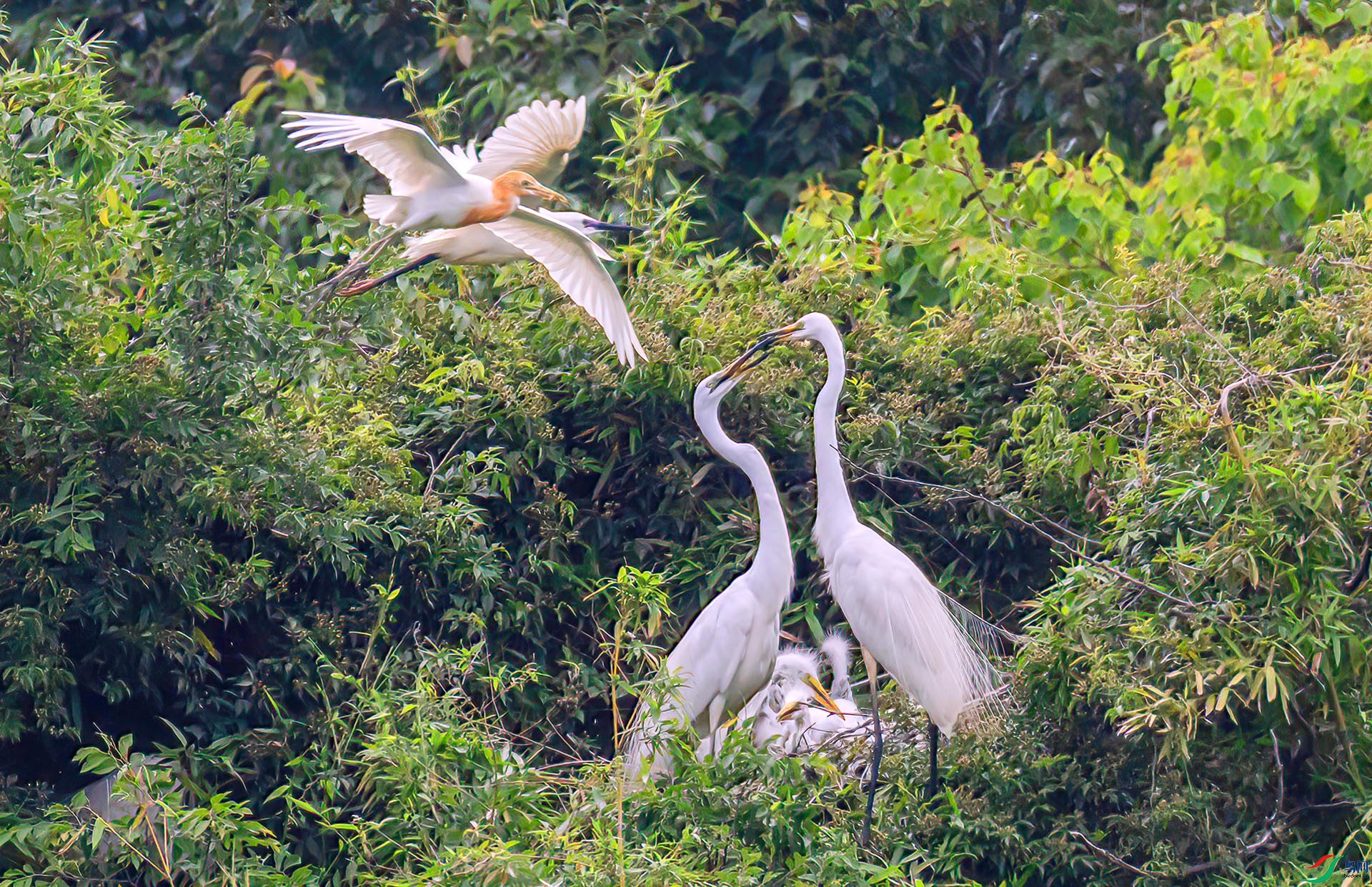 060A5697 ����-Sh---1 .jpg