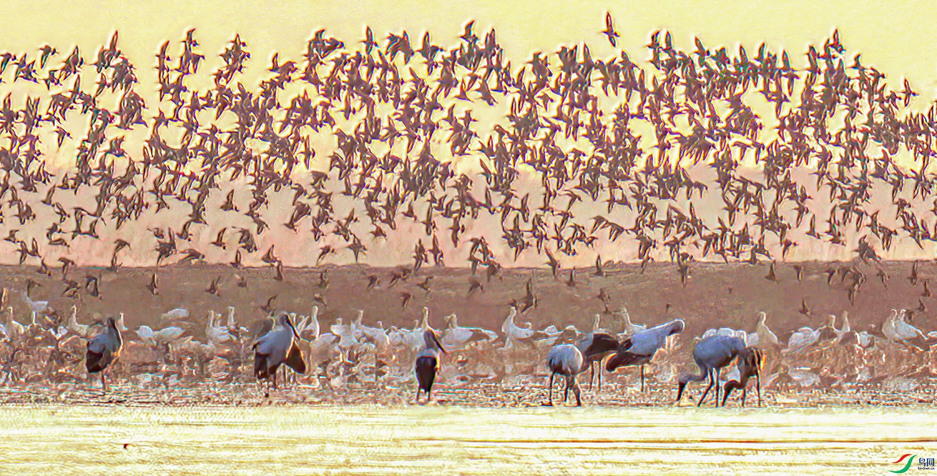 _60A2277 ����-Sh---1 .jpg