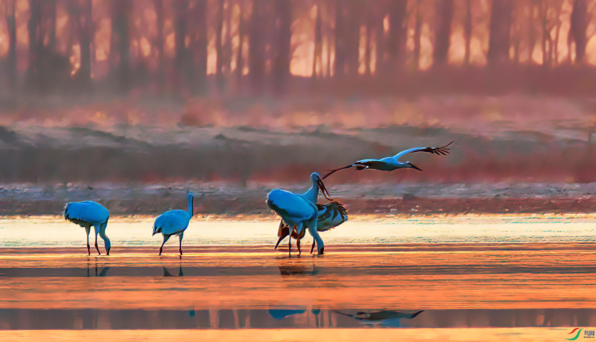 _60A0499 ����-Sha---1 .jpg