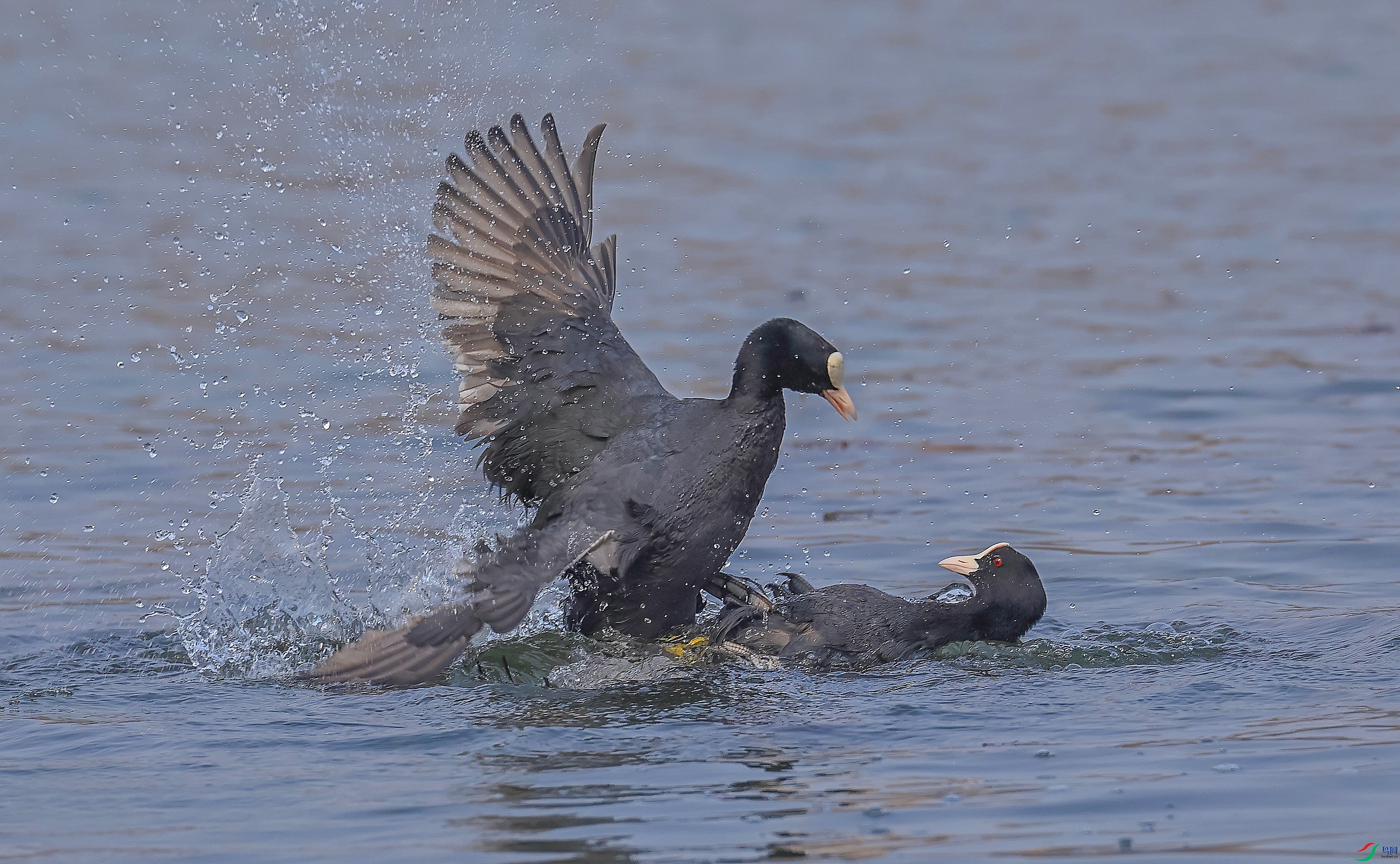 L10A0603 ����_����.jpg