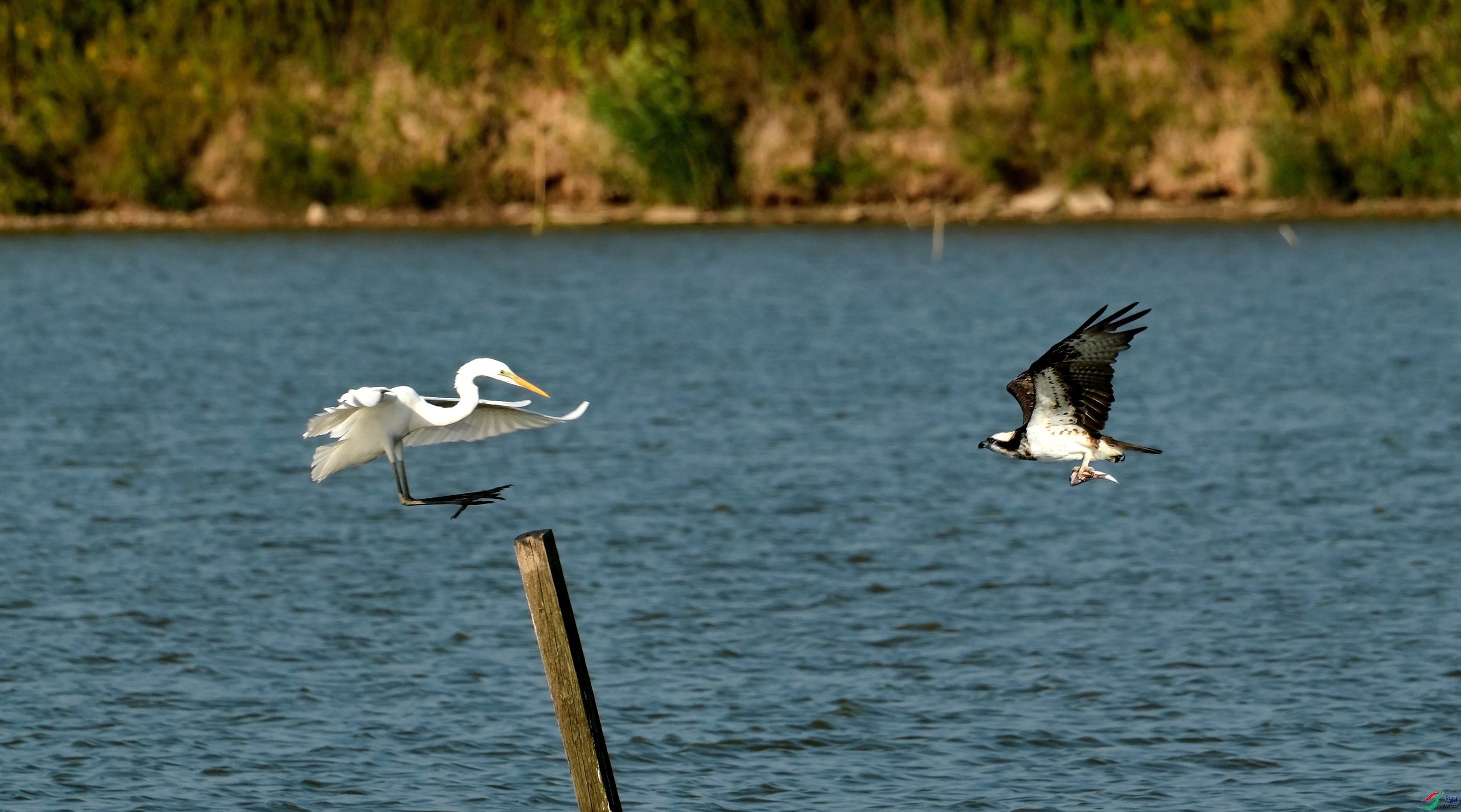 DSCF3300-1.jpg