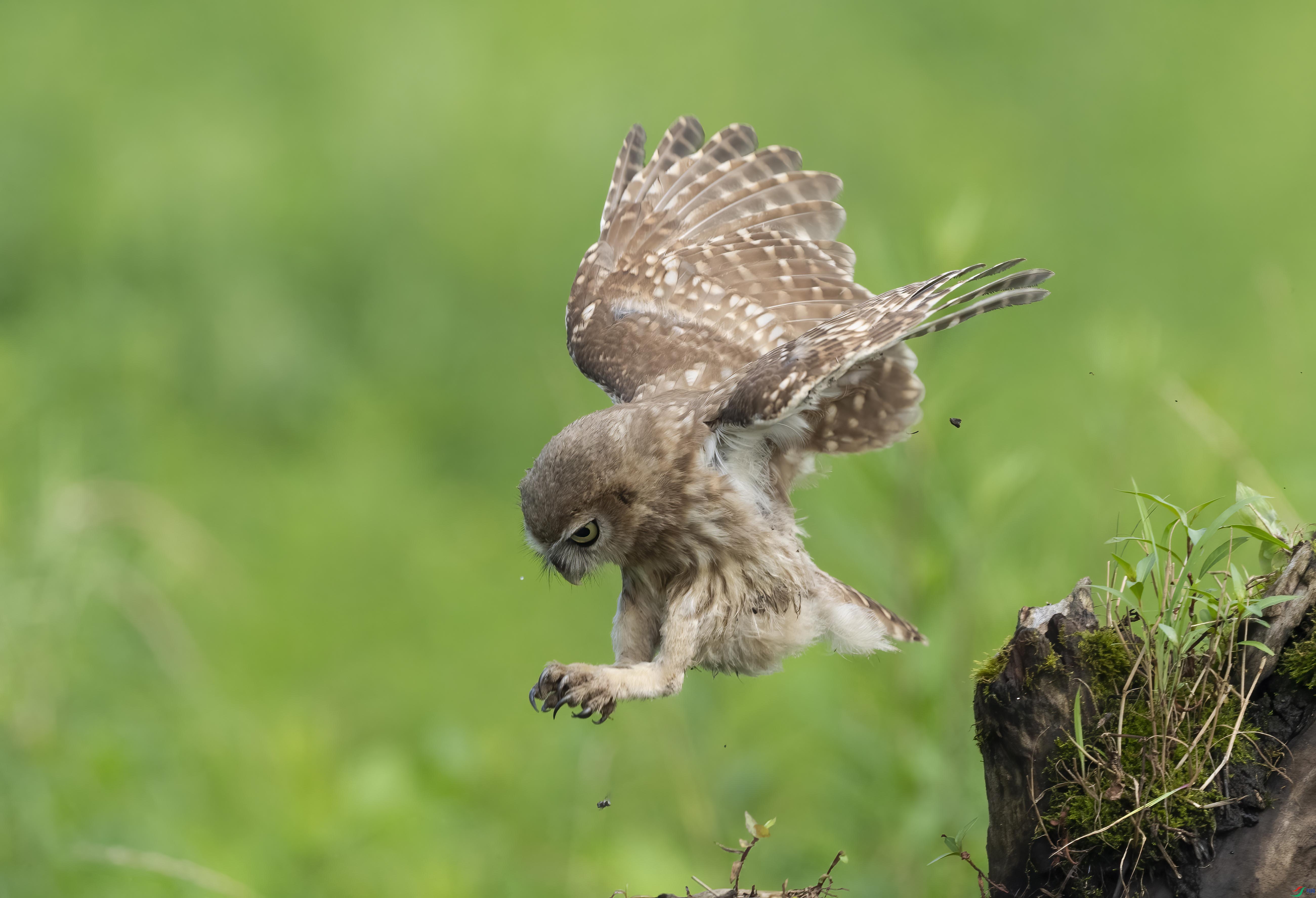 DSC08929 ����.jpg