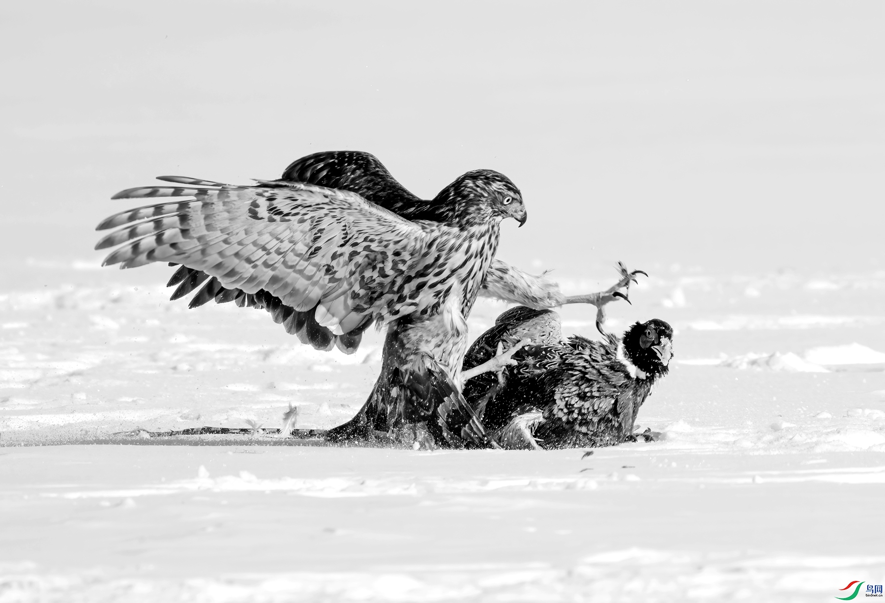 DSC00639 ����_����.jpg