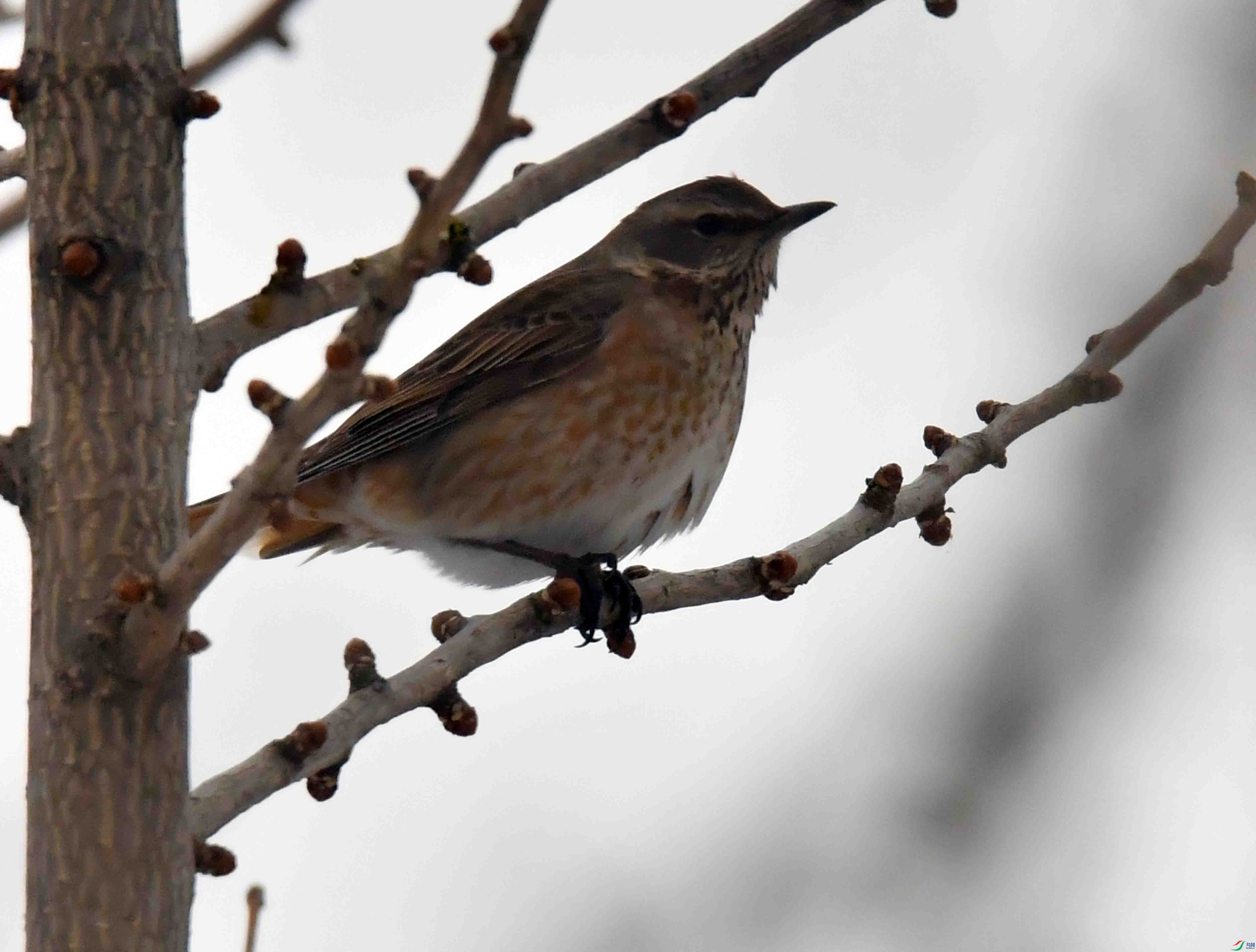 DSC_0739.JPG