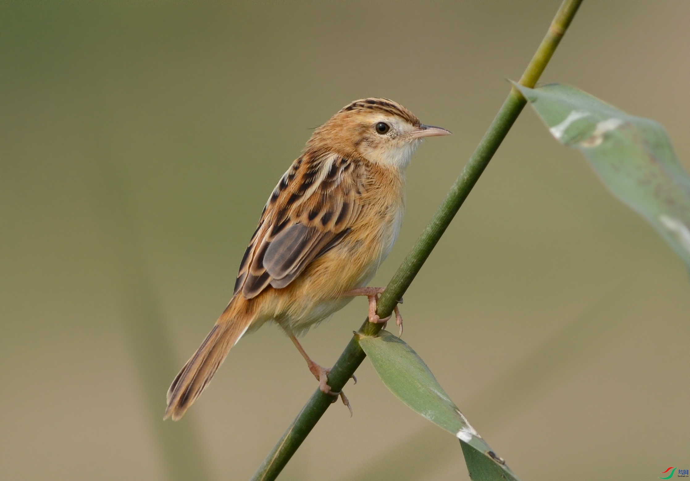 GSF_4040a.jpg