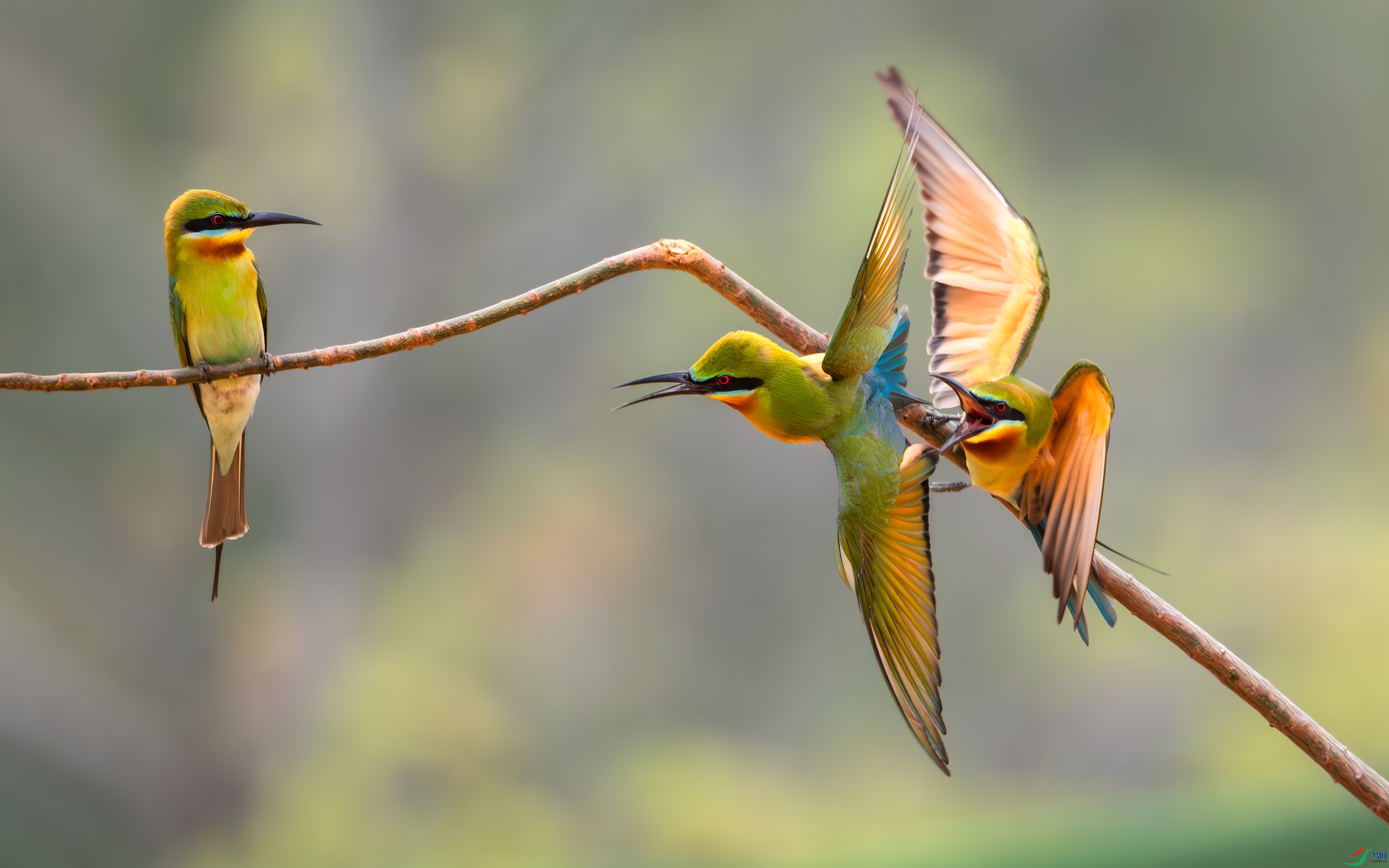 DSC_5060-����ǿ-NR ����.jpg