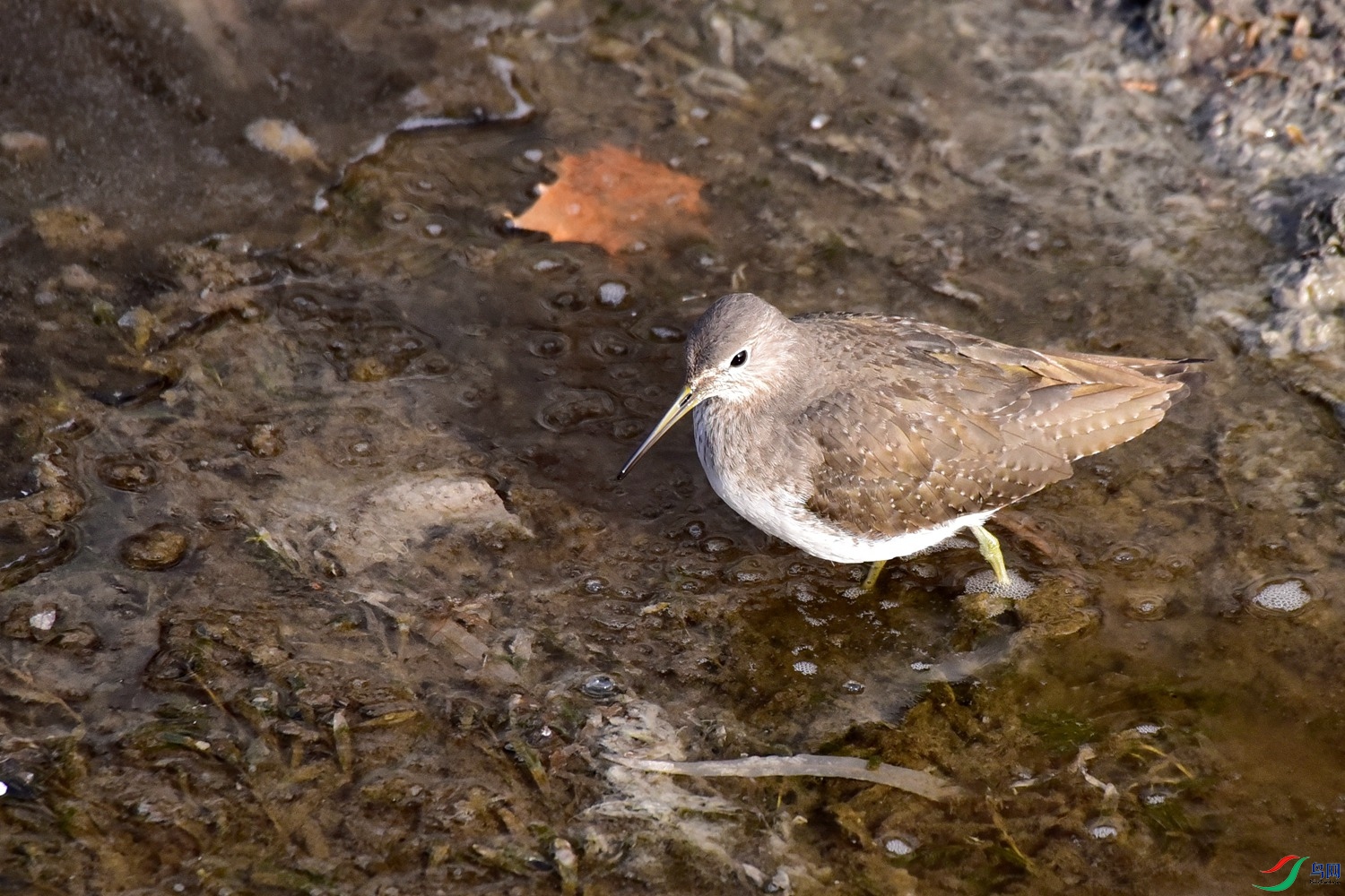 DSC_4547.JPG