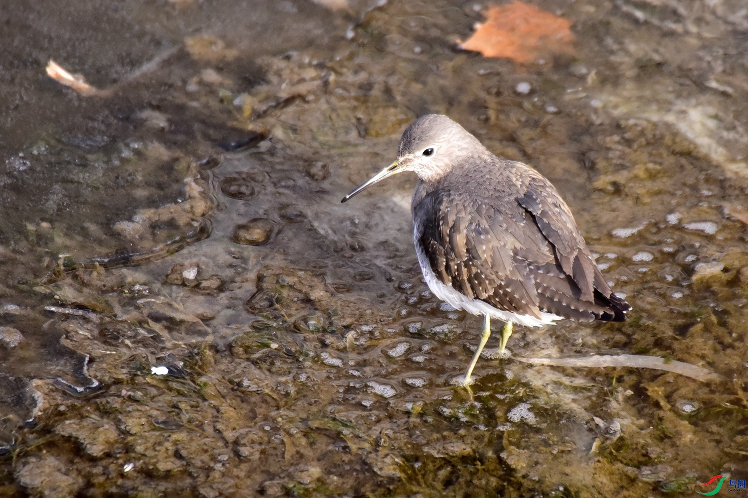 DSC_4566.JPG