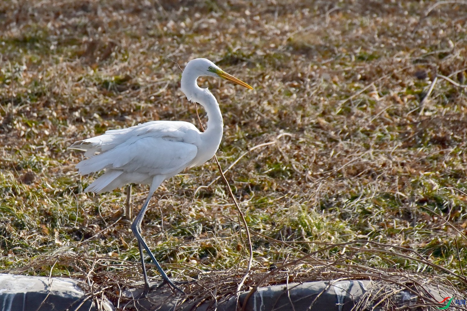 DSC_6211.JPG