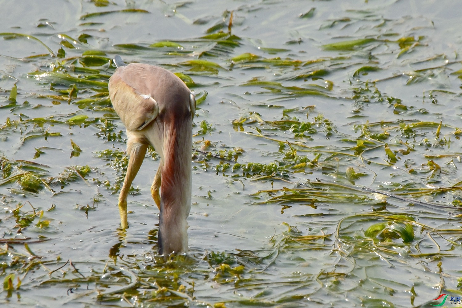 DSC_8296.JPG