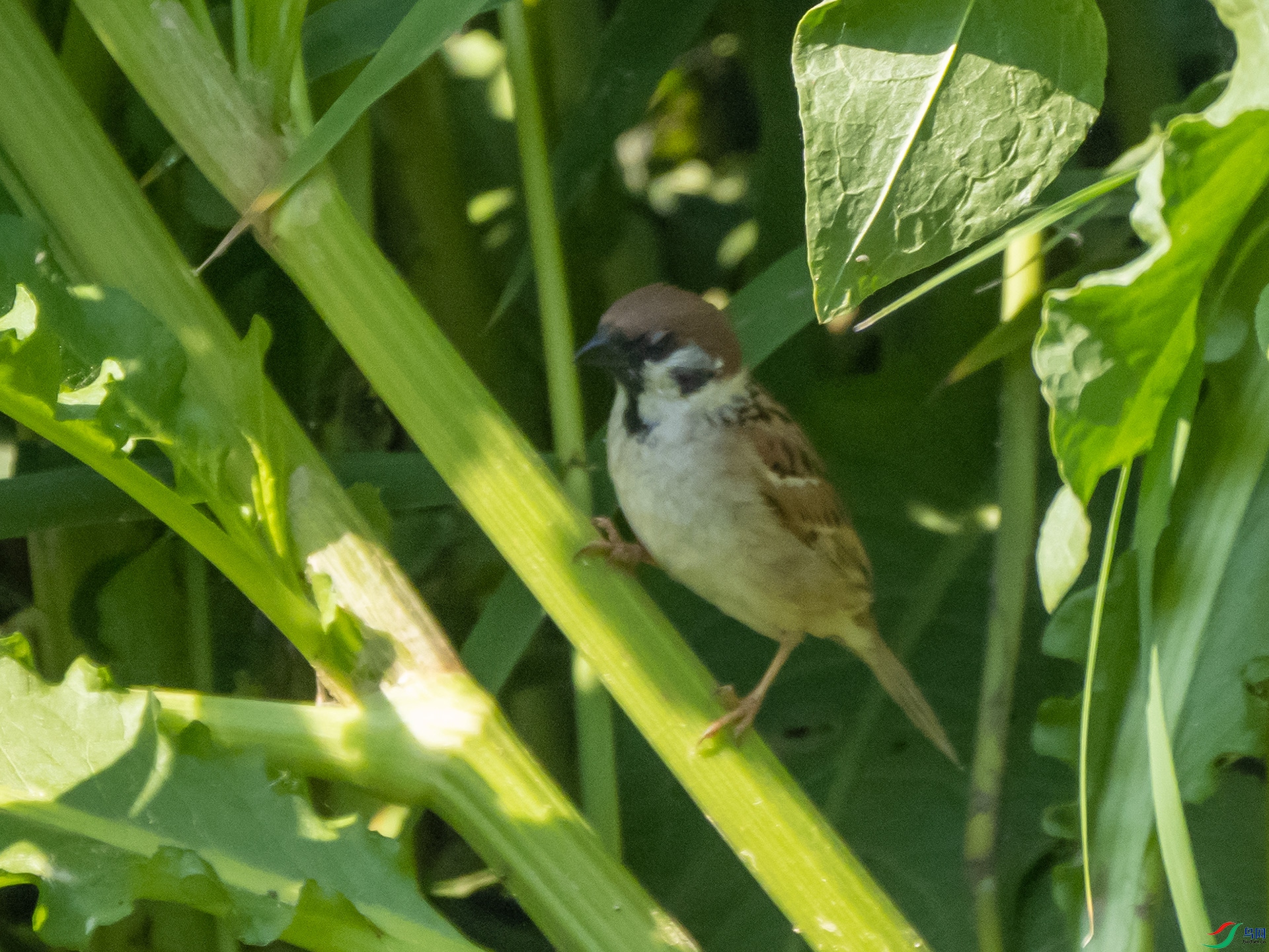 P5151742.jpg