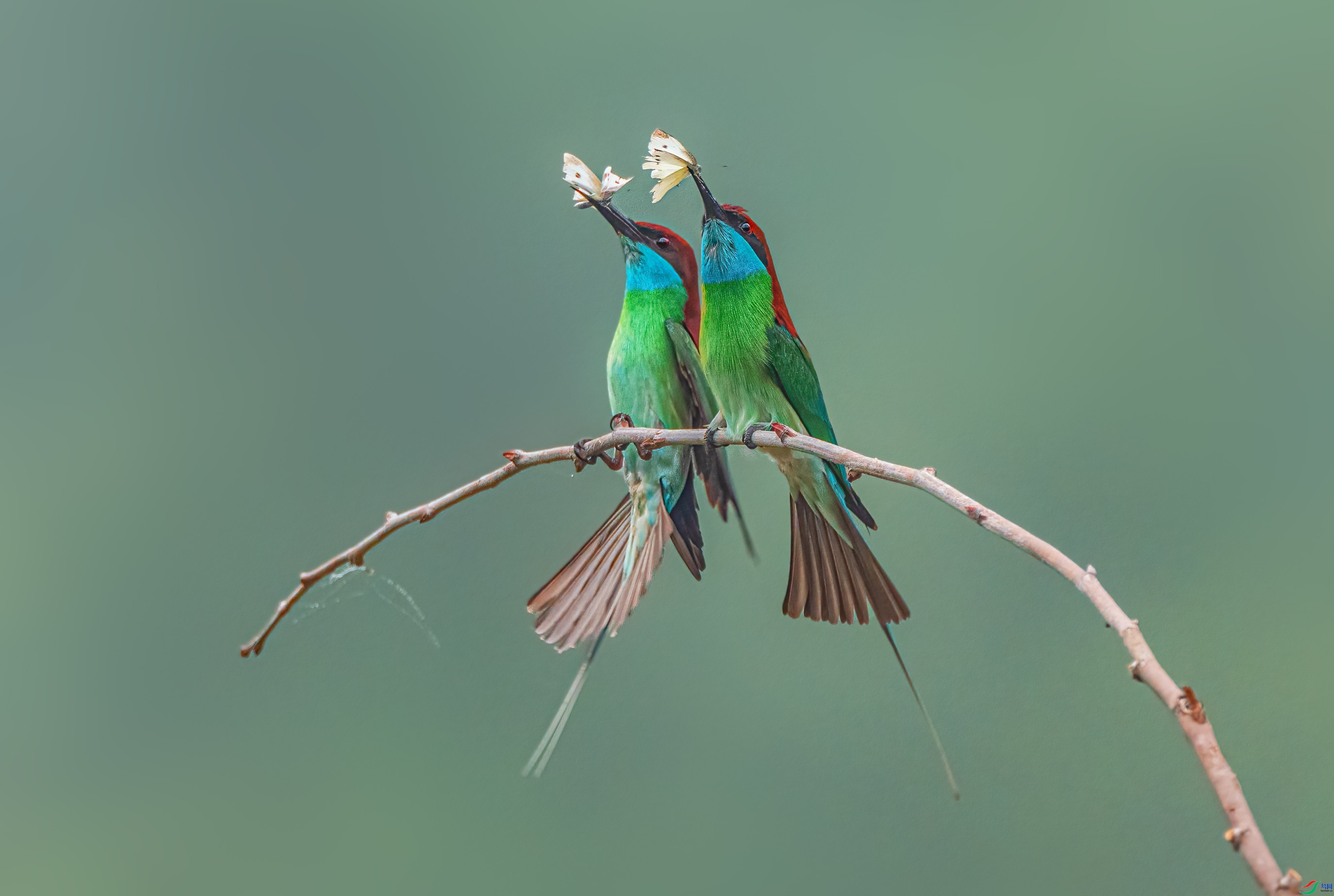 ��ҫ  ���� �ܸ� ����.jpg