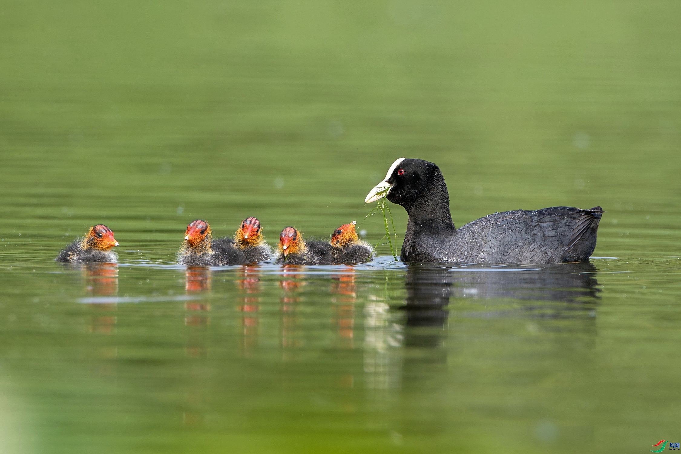 ����  ���� ��ʯ  ����.jpg