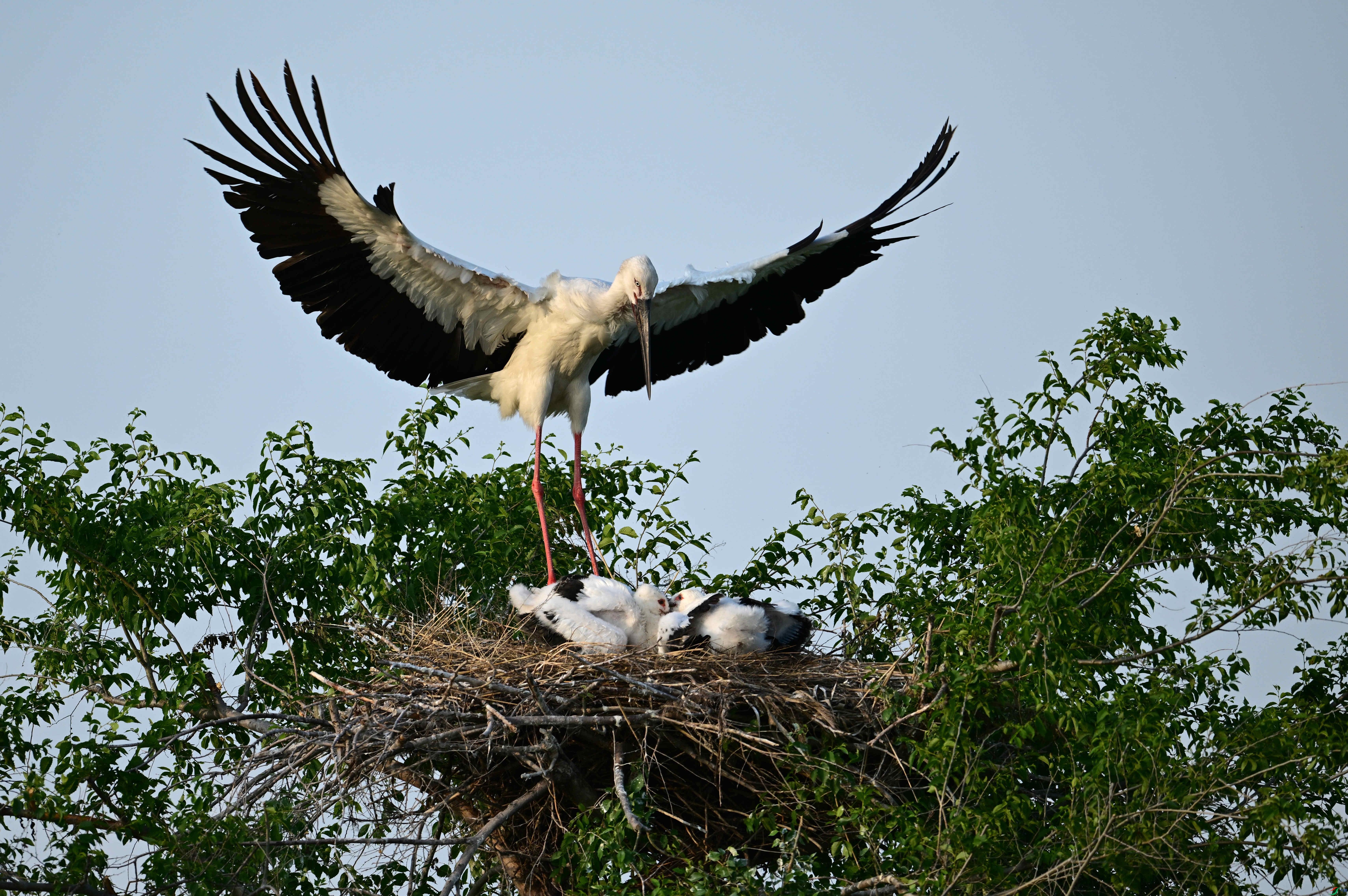DSC_3774.jpg