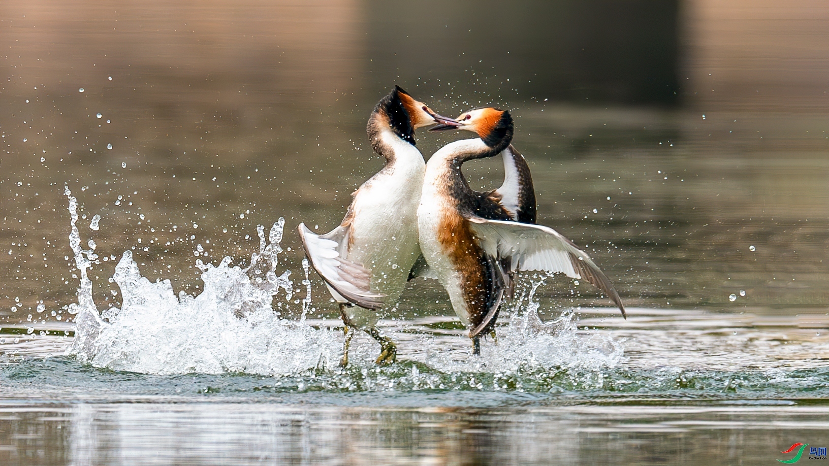 ս�� ������������ ����.jpg