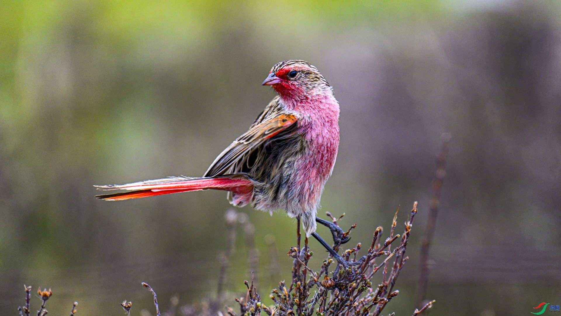 ���M  ���� �ƺ�Ѱ��  ����.jpg