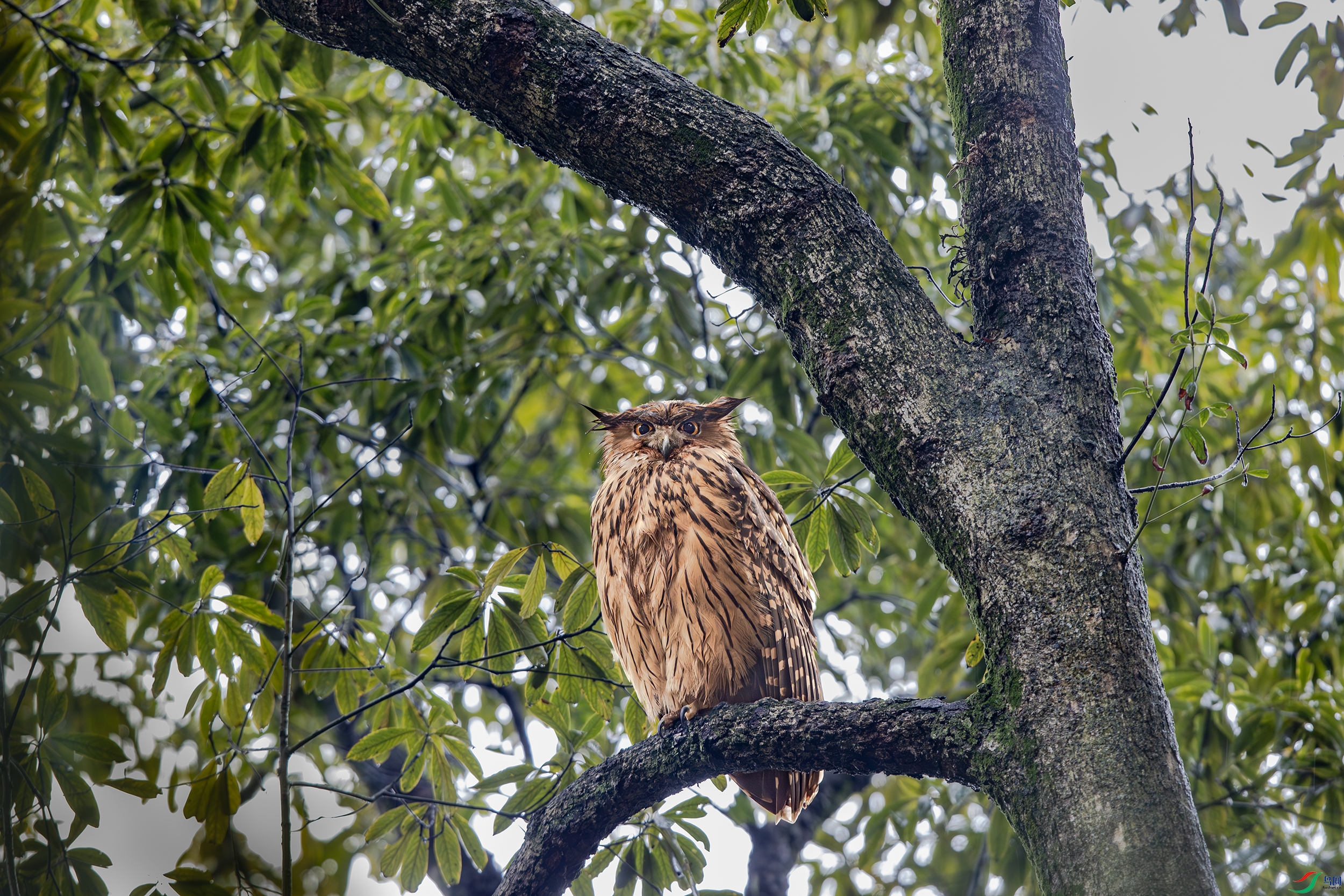 A15I8415-����ǿ-NR ����.jpg