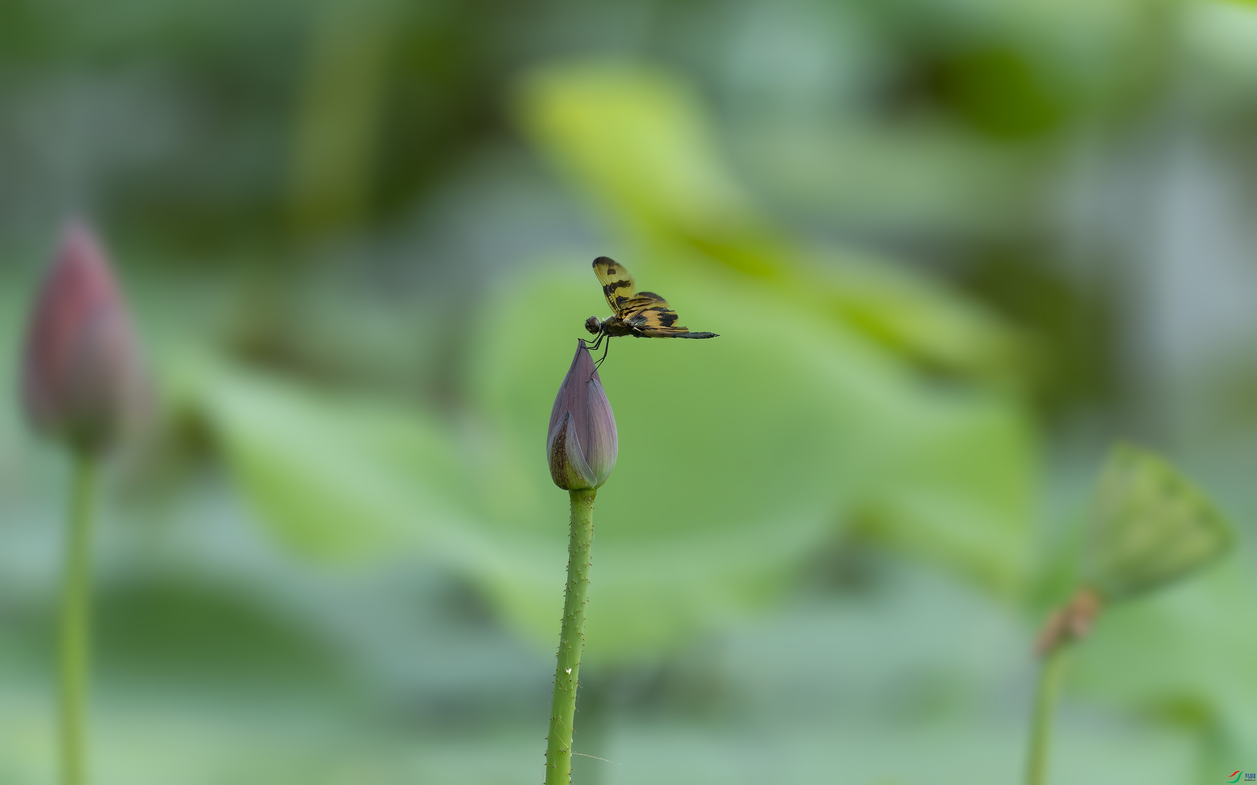 DSC02483 ����.jpg