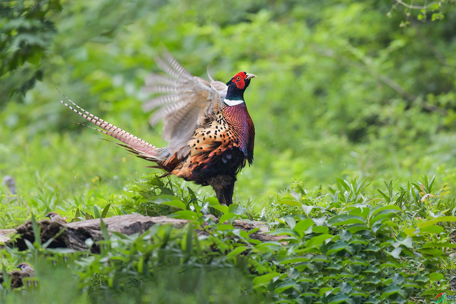 XQD_6588 ����.jpg