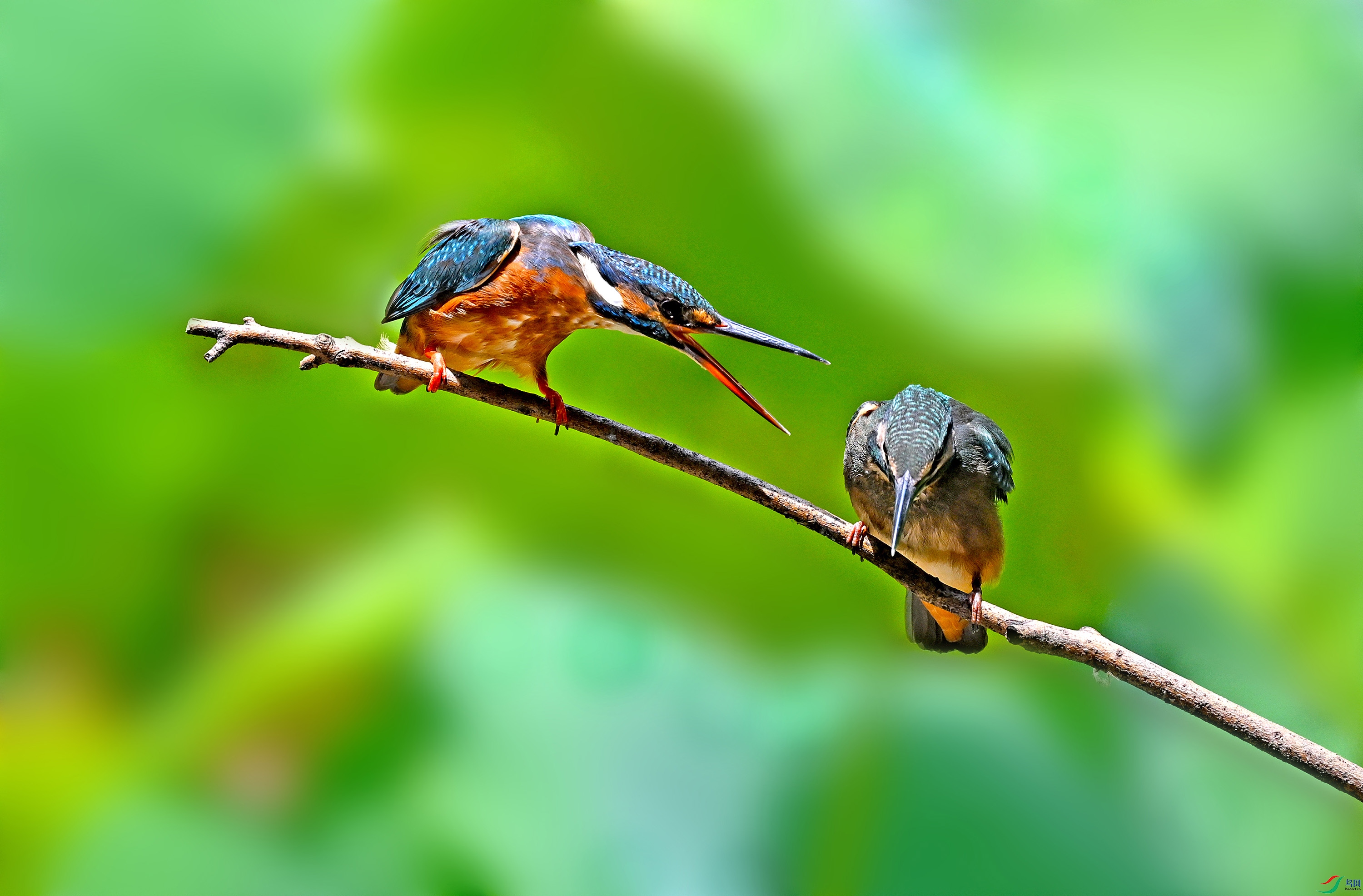 DSC_2609 - ����.JPG