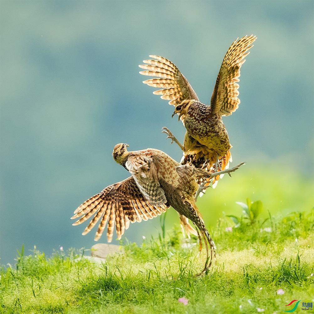 ������������������ 13855859898.jpg