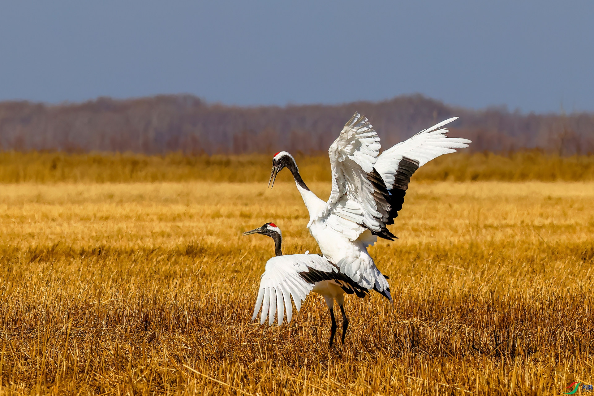 _F5A9205.JPG