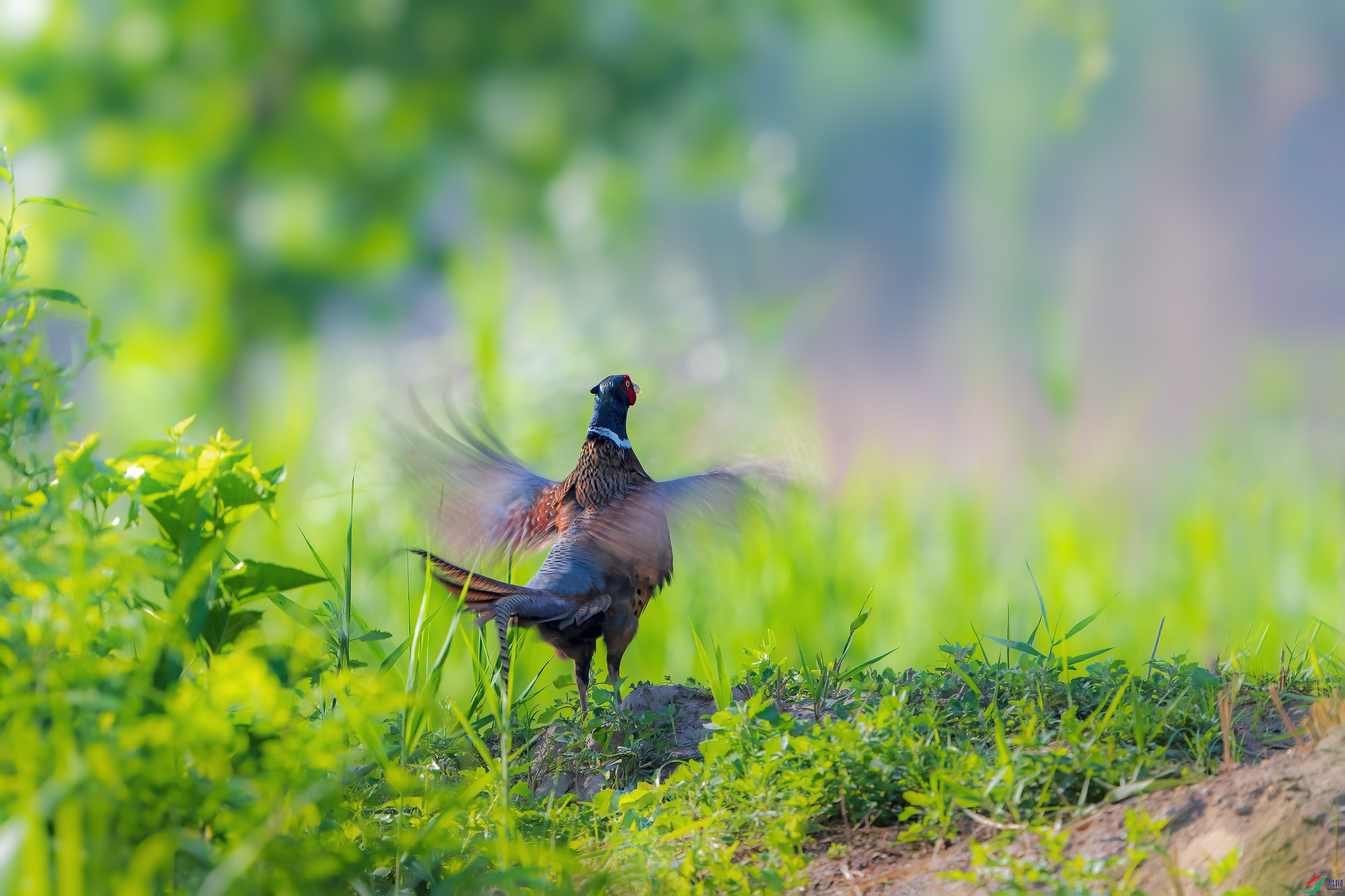 DSC_7466.jpg