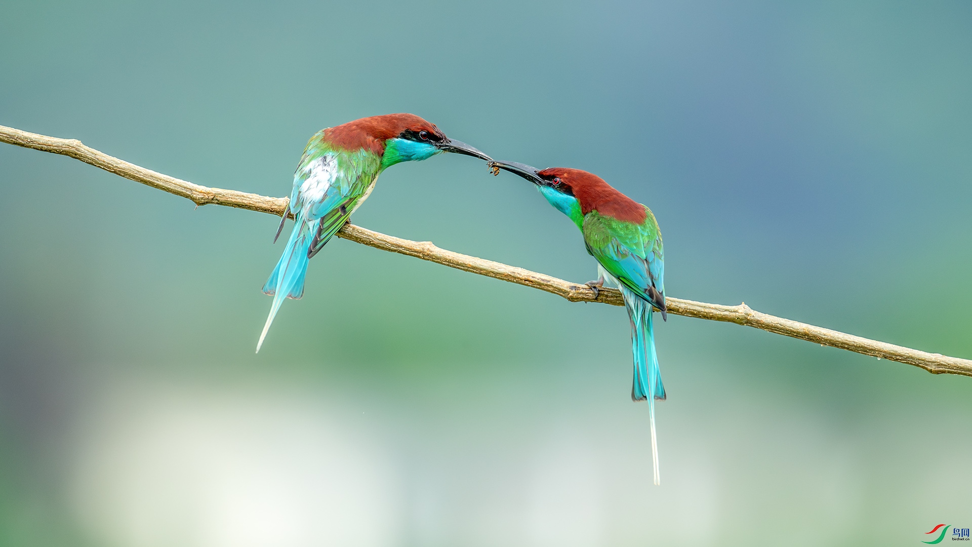 DSC_4220-����ǿ-NR.jpg