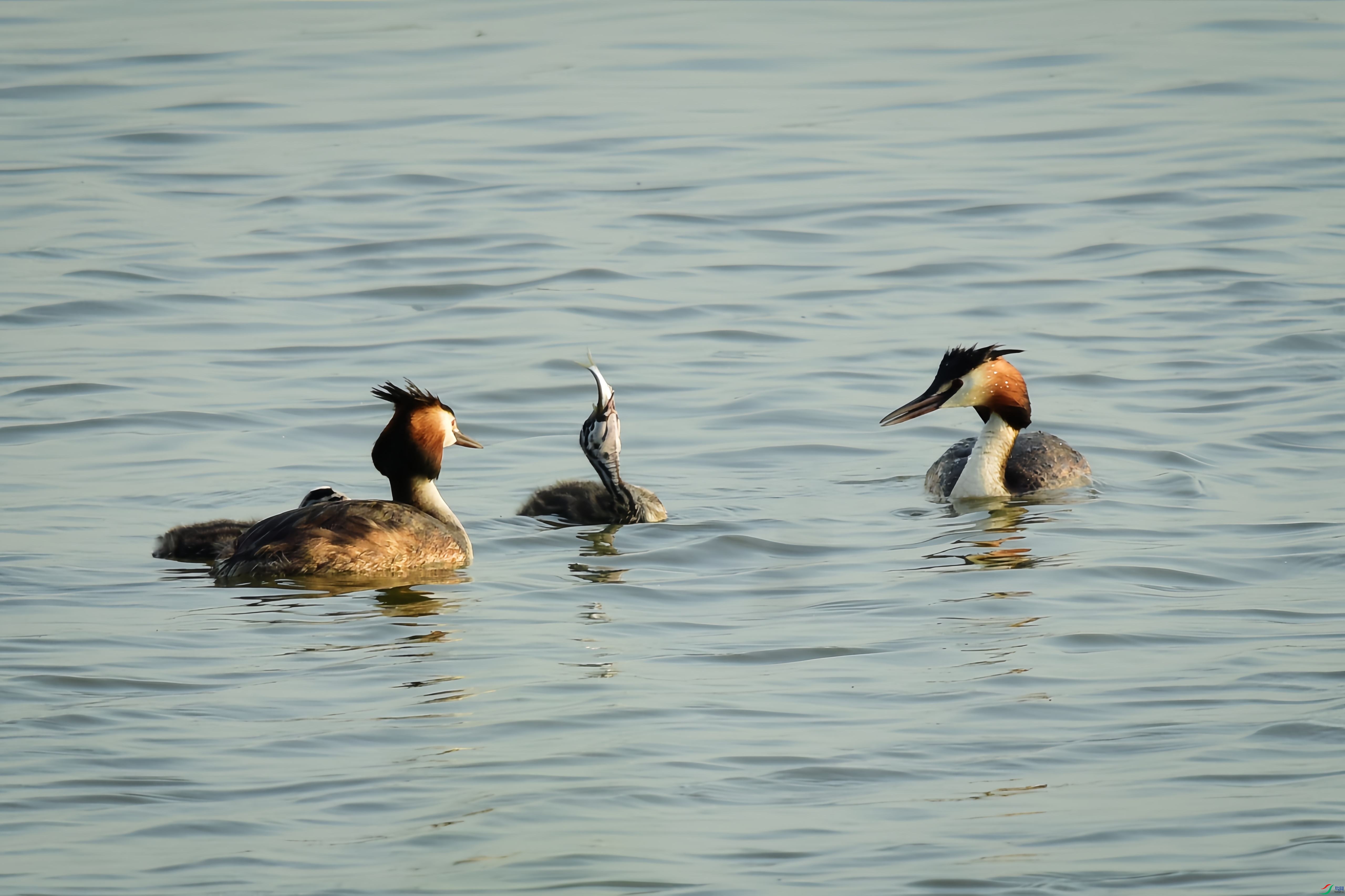 DSC_7794.jpg