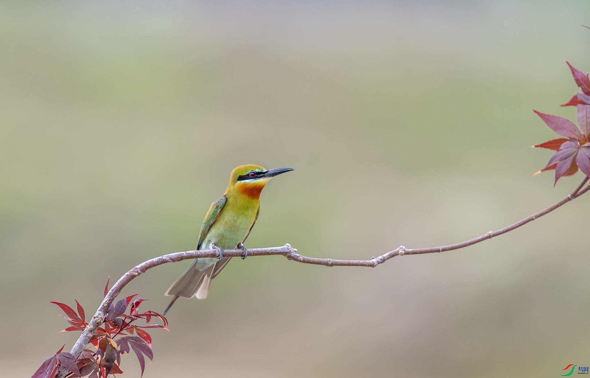 DSC_0381.jpg