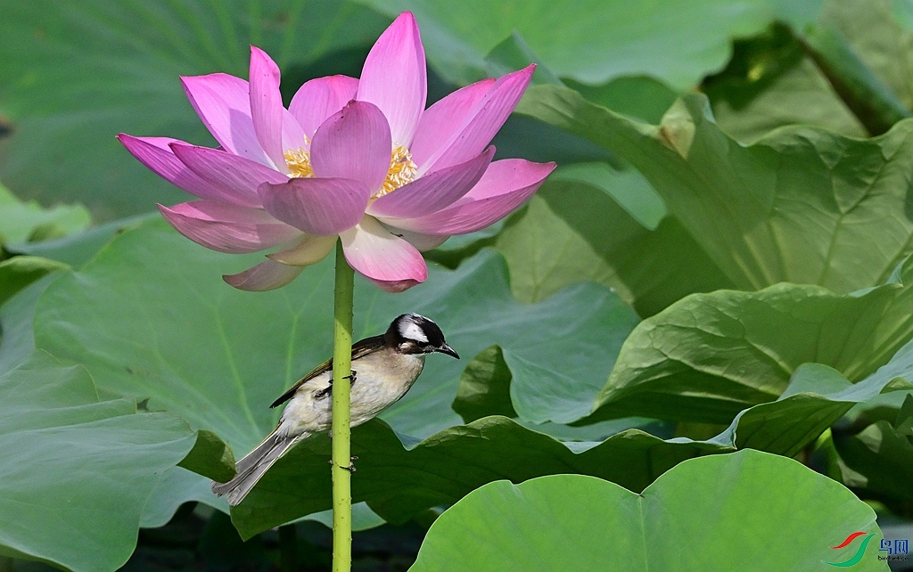 DSC_2979.JPG