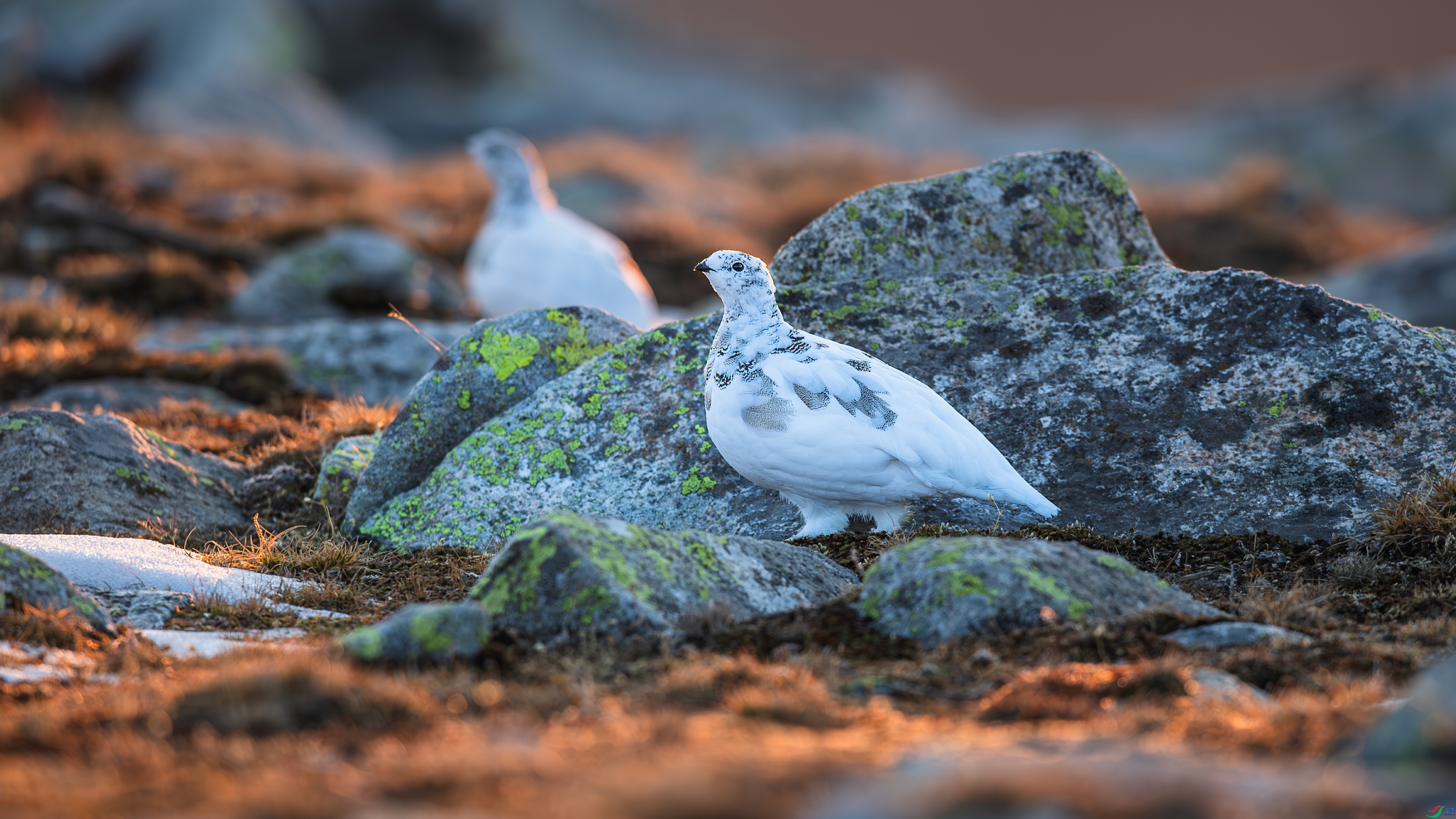 5.26С������ʦ��Ʒ   ��԰ ��ף���ٻ�ÿ�ռ�����.jpg