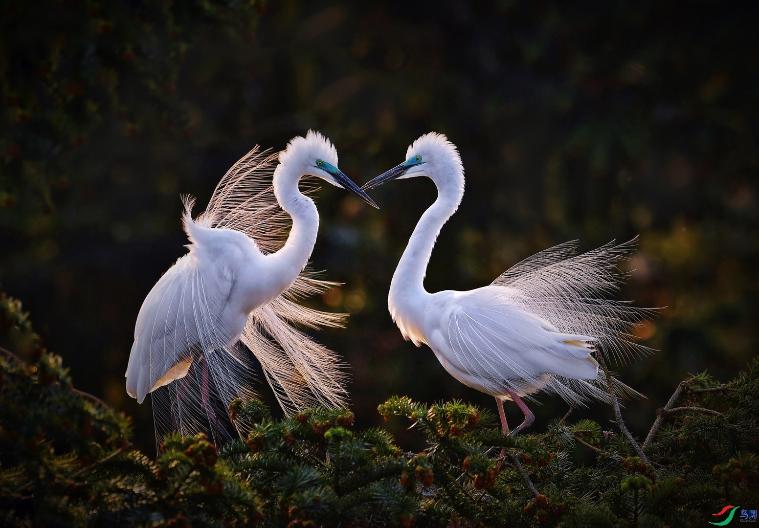 5.29tony4030��ʦ��Ʒ   ���ط� ��ף���ٻ����������.jpg