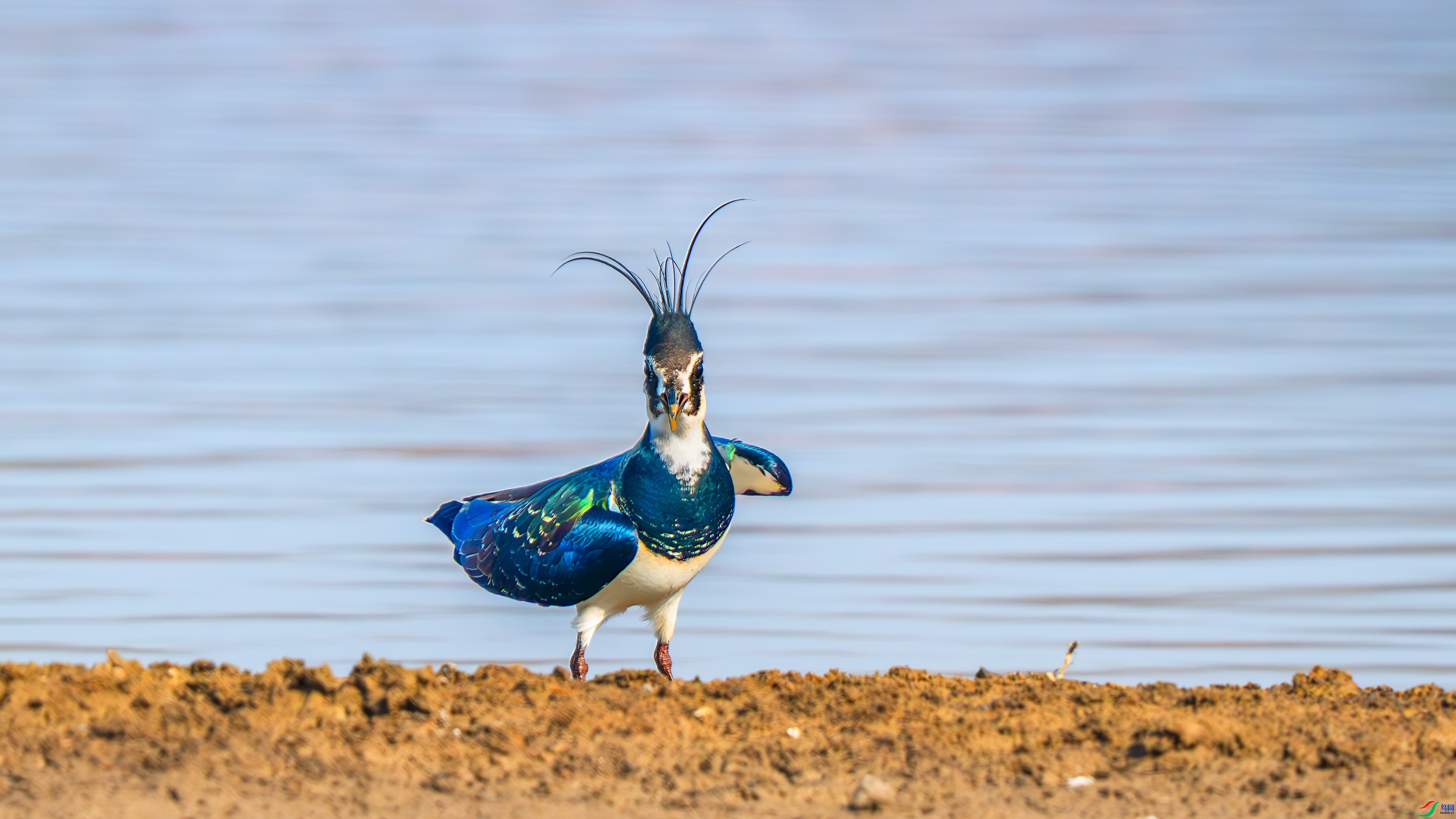 5.30��������ʦ��Ʒ  �������׵���ʿ ��ף���ٻ���Ӱʦ������ .jpg