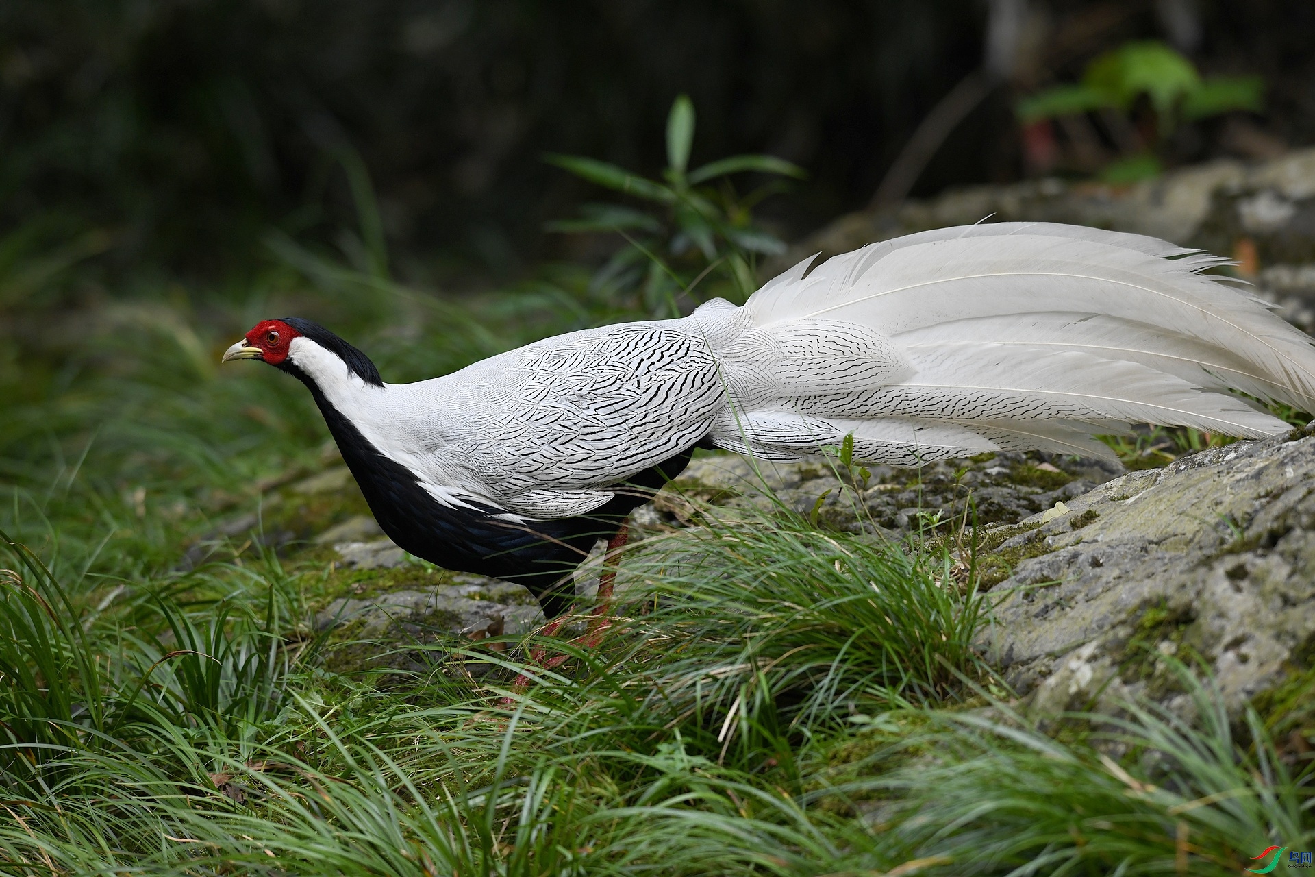 DSC_0240.jpg