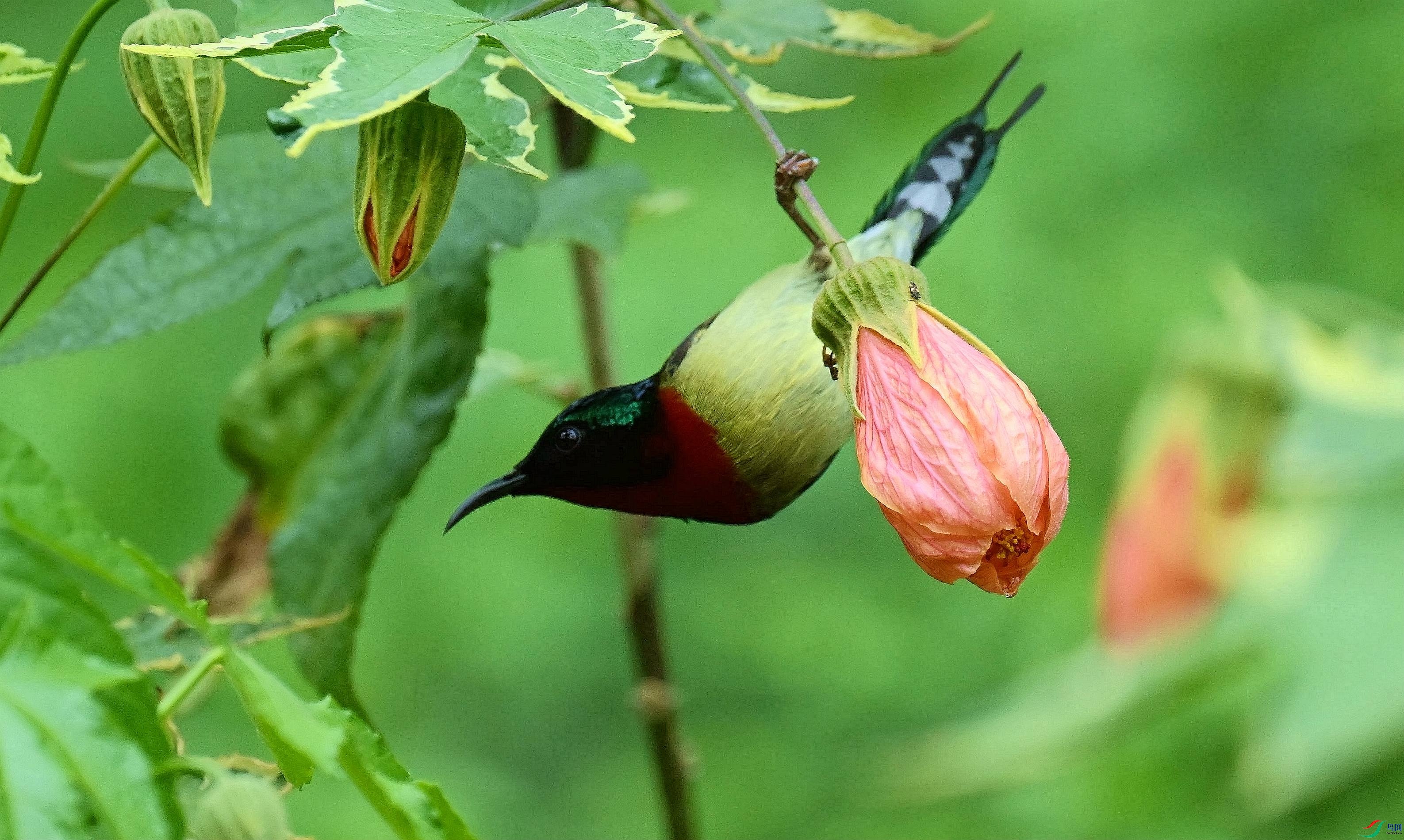 DSC_7718_����.jpg