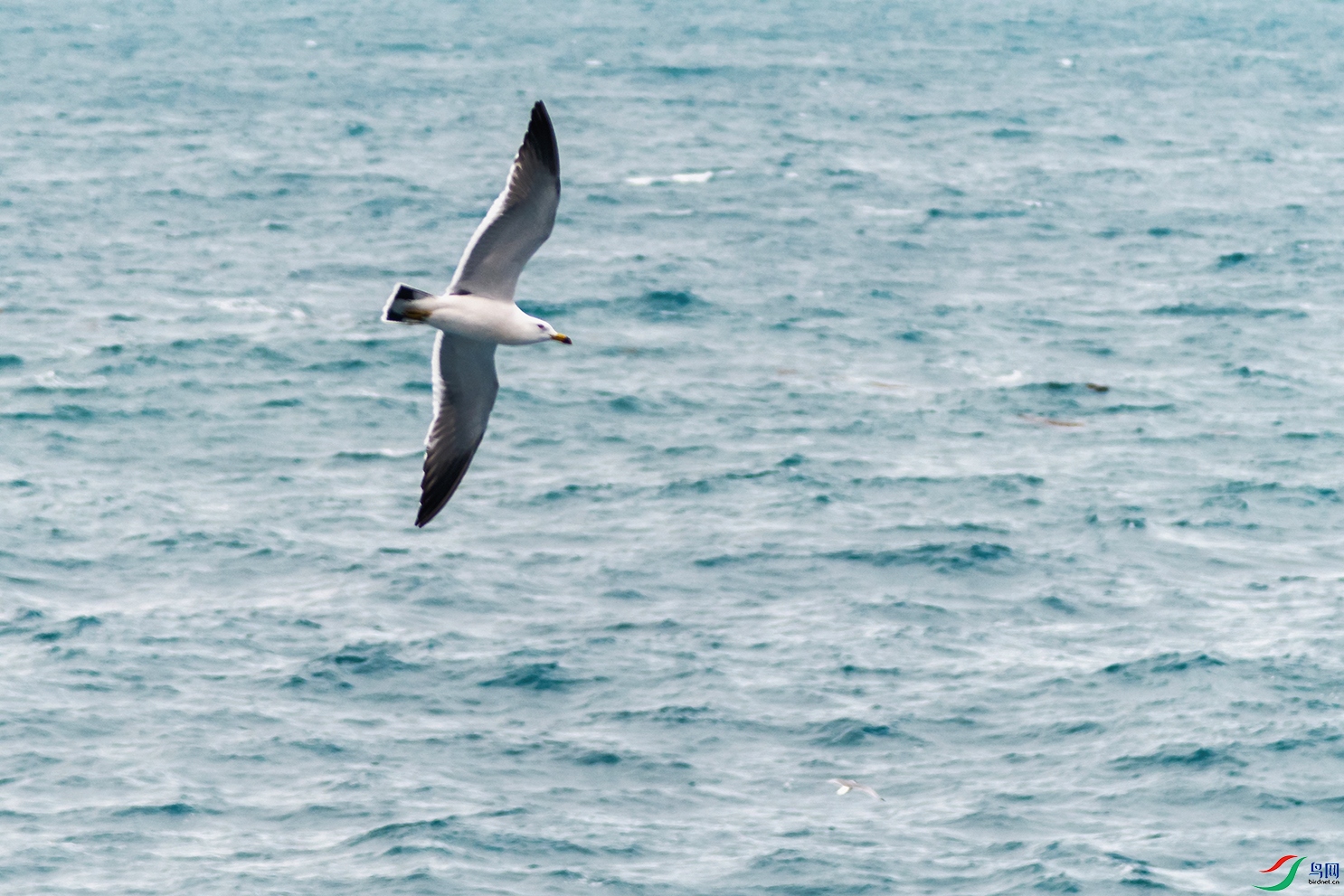 DSC_0733_DxOa.jpg